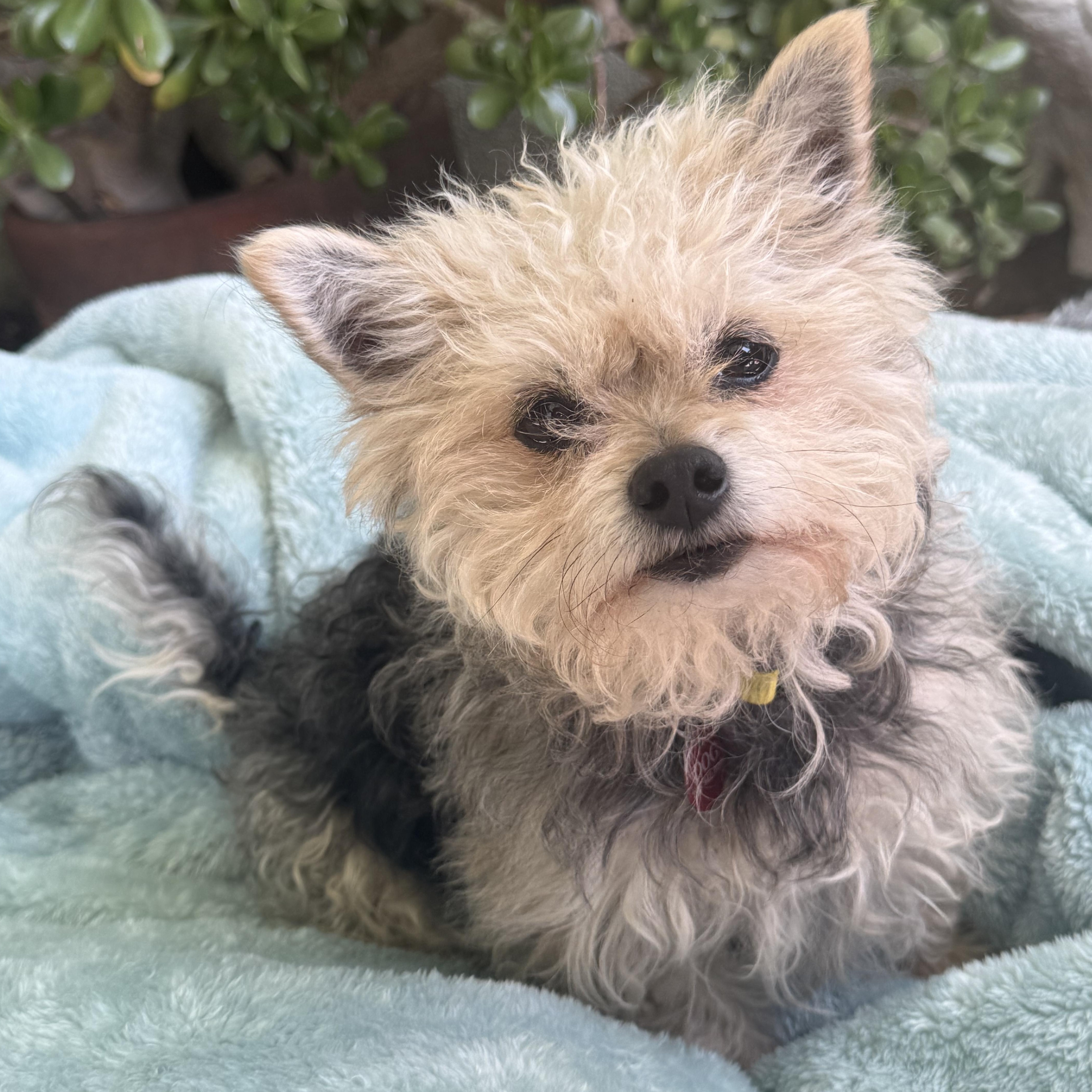 Almond Joy (AJ), an adopted mixed breed in modesto, CA image 2/6