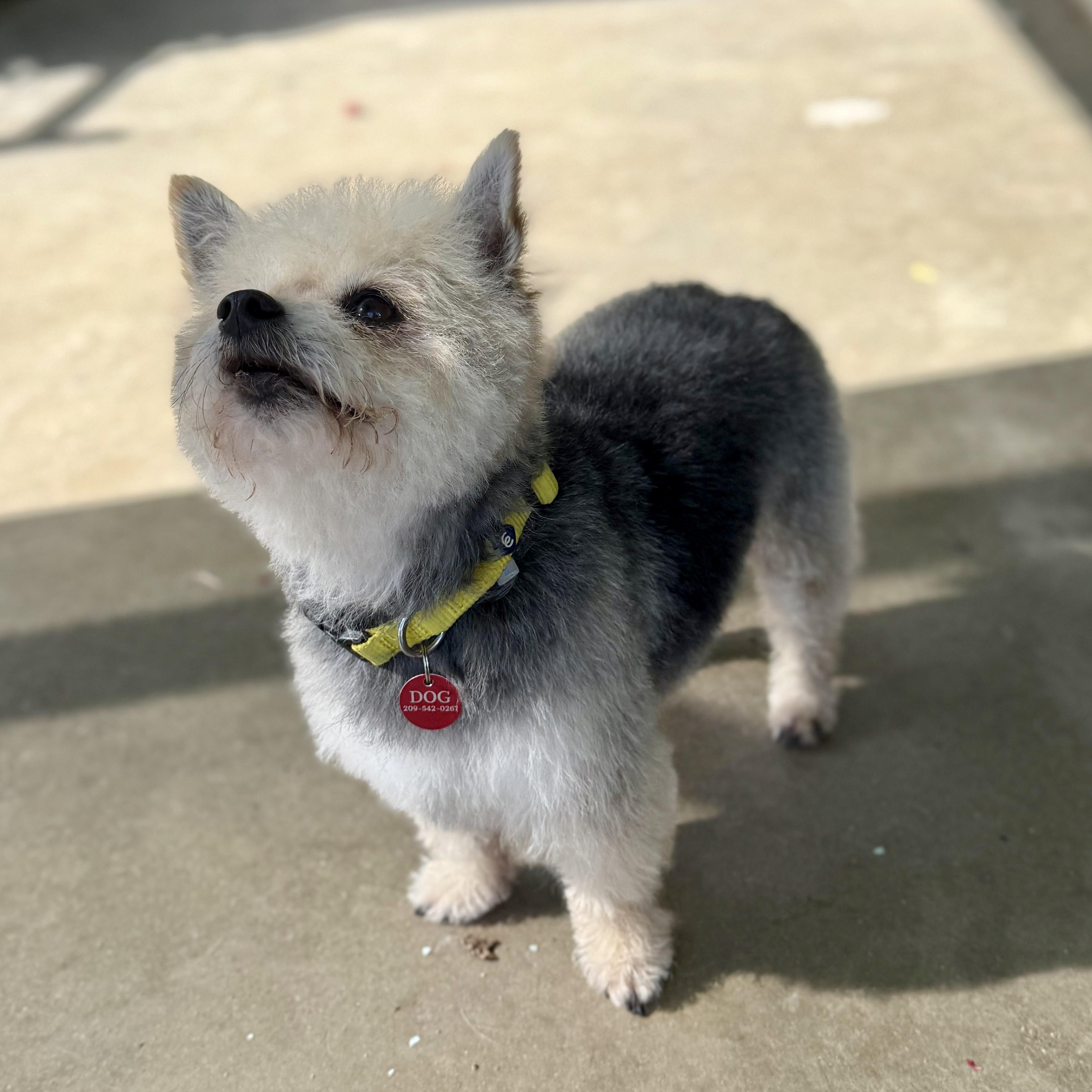 Almond Joy (AJ), an adopted mixed breed in modesto, CA image 4/6