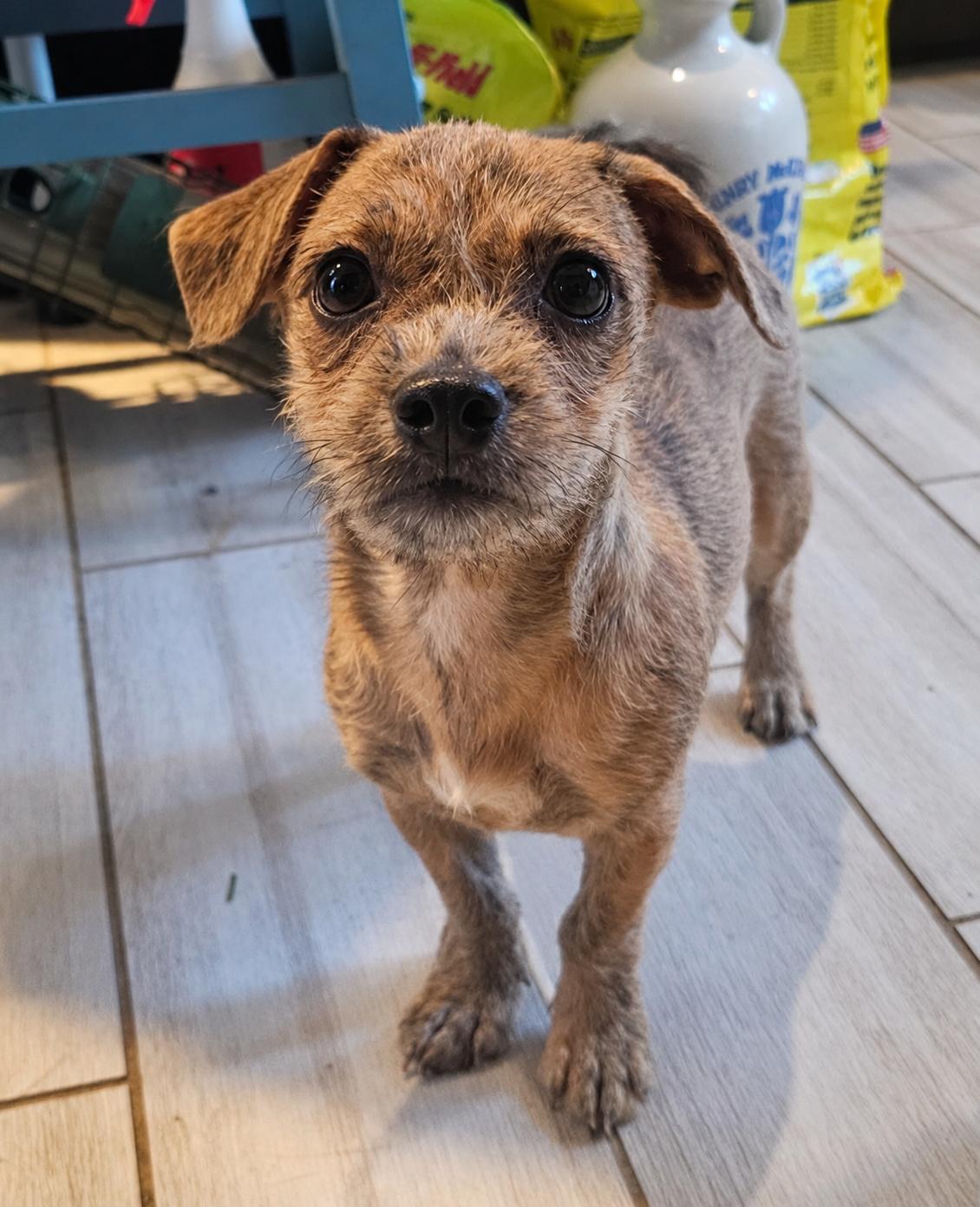 Ollie, Adoptable, Puppy Male Chihuahua & Border Terrier.