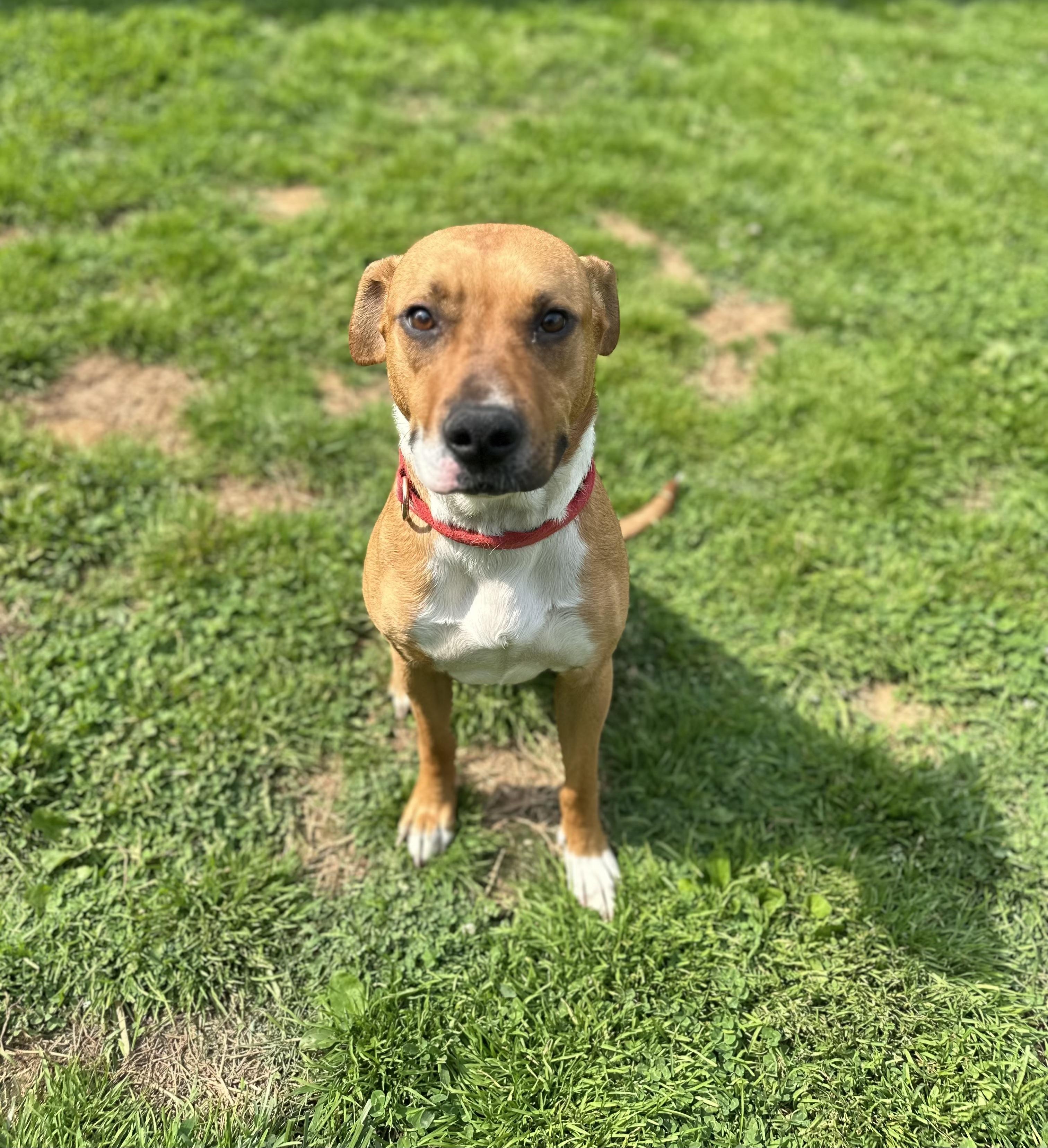 Enlarge Nalla, a Adopted mixed breed in Hockessin, DE image 1/4