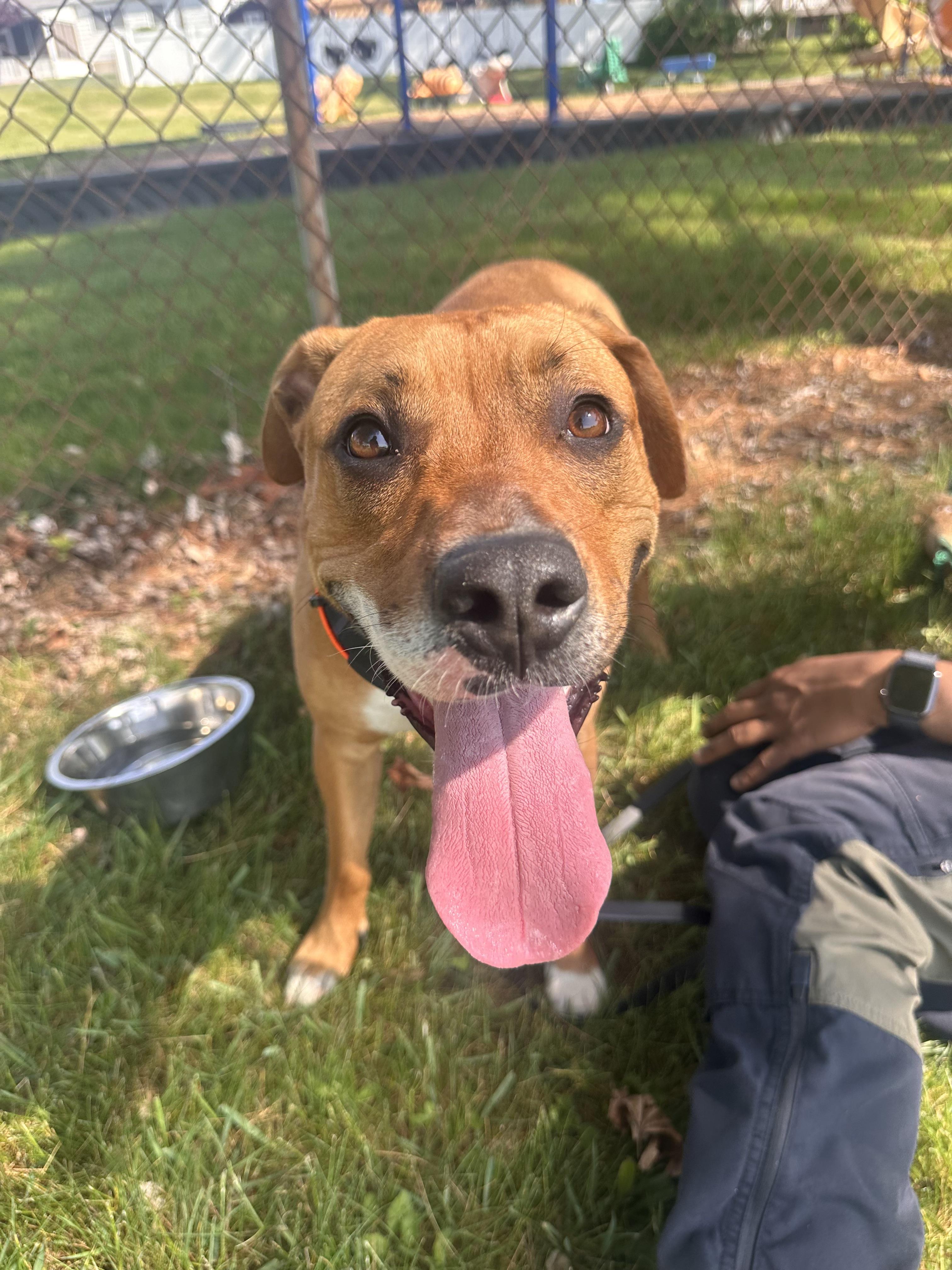 Enlarge Nalla, a Adopted mixed breed in Hockessin, DE image 2/4