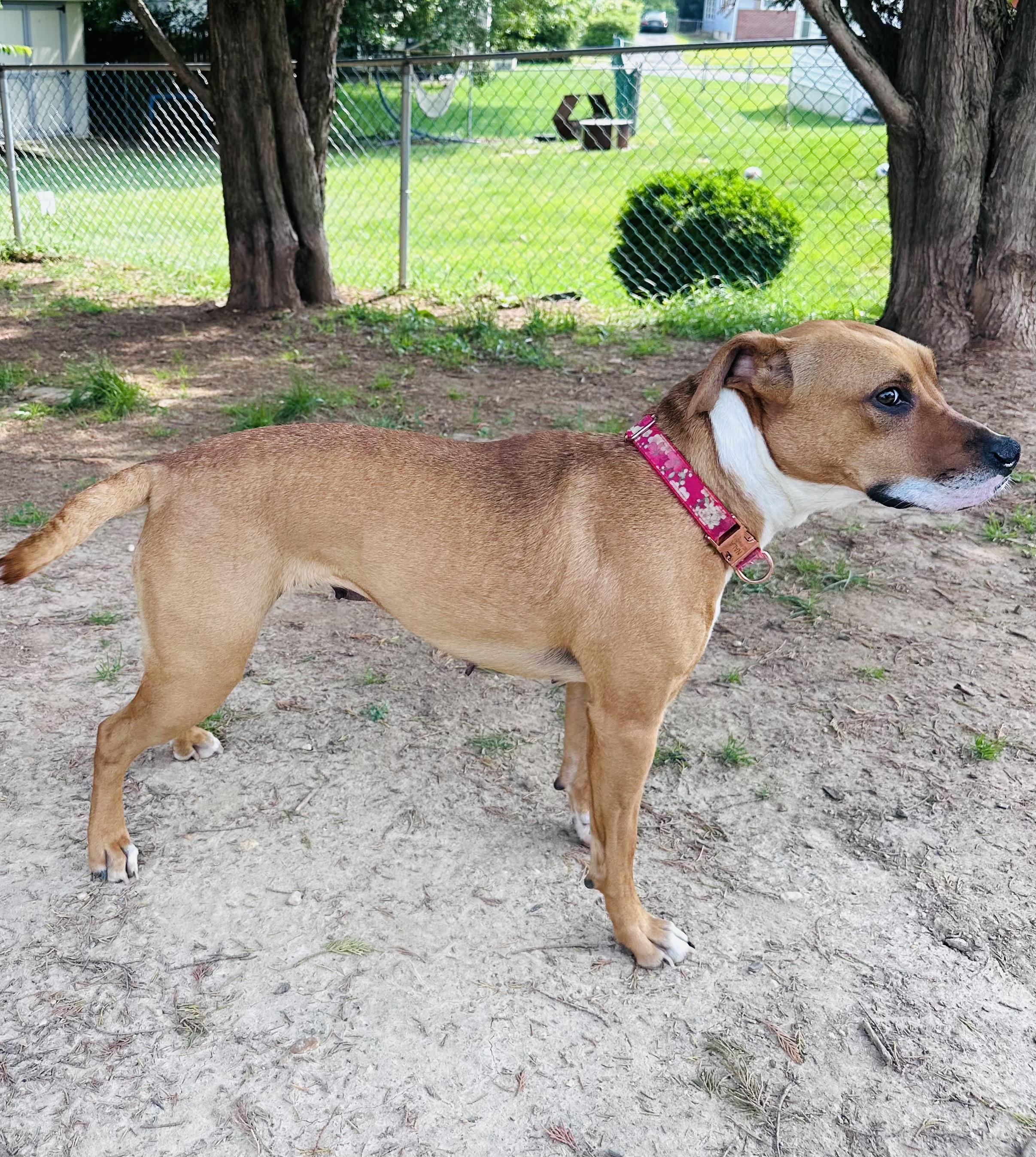 Enlarge Nalla, a Adopted mixed breed in Hockessin, DE image 3/4
