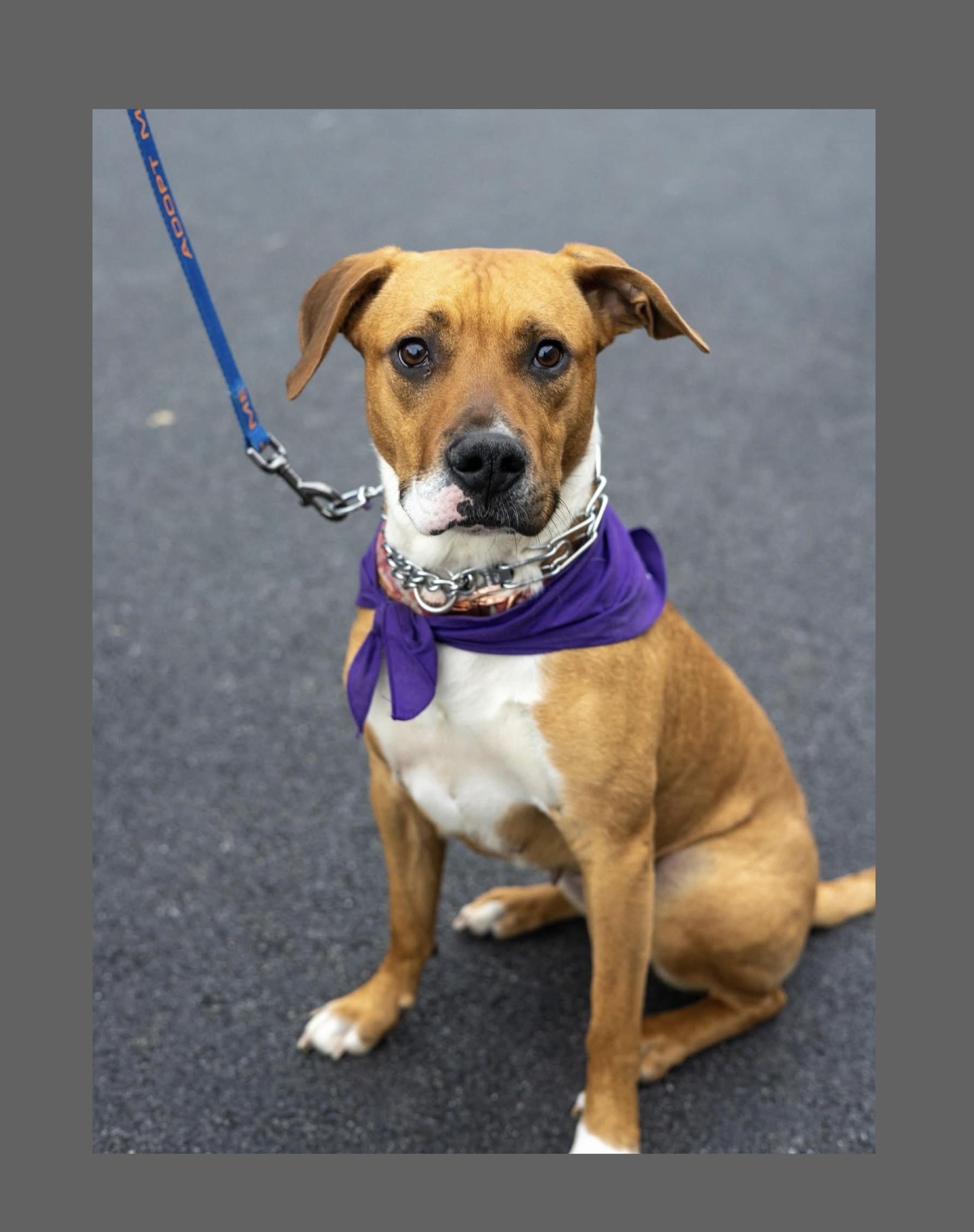 Enlarge Nalla, a Adopted mixed breed in Hockessin, DE image 4/4