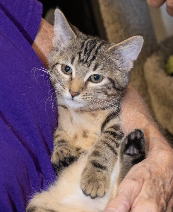 Cookie, ADOPTABLE, Kitten Female Domestic Short Hair.