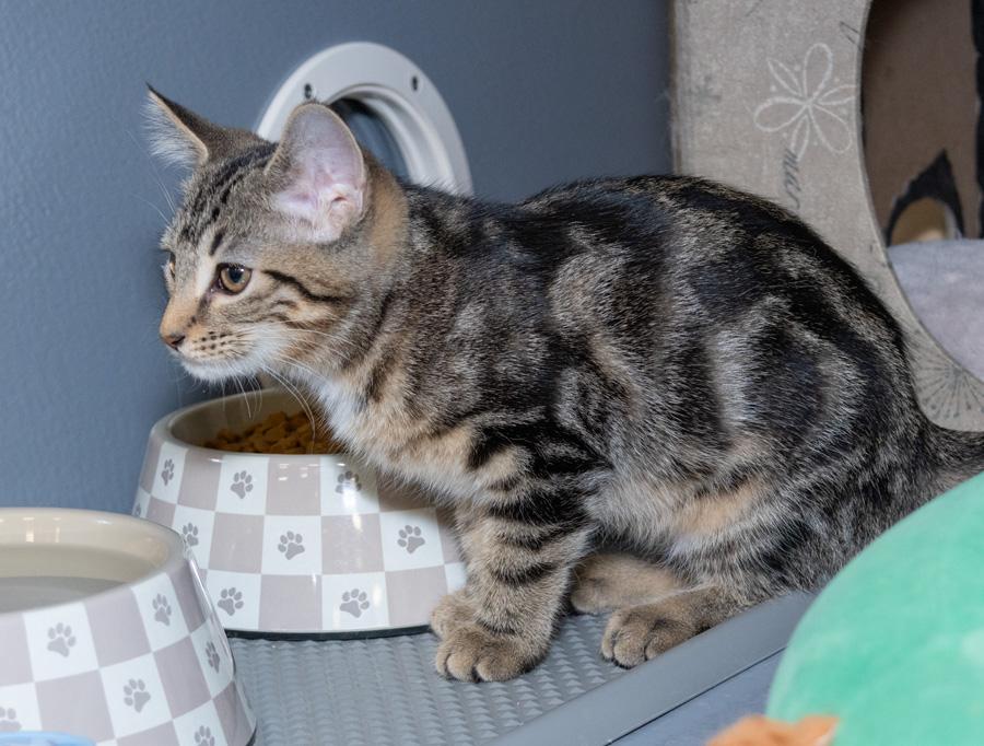 Enlarge Cookie, a ADOPTABLE Domestic Short Hair in Paramus, NJ image 2/3