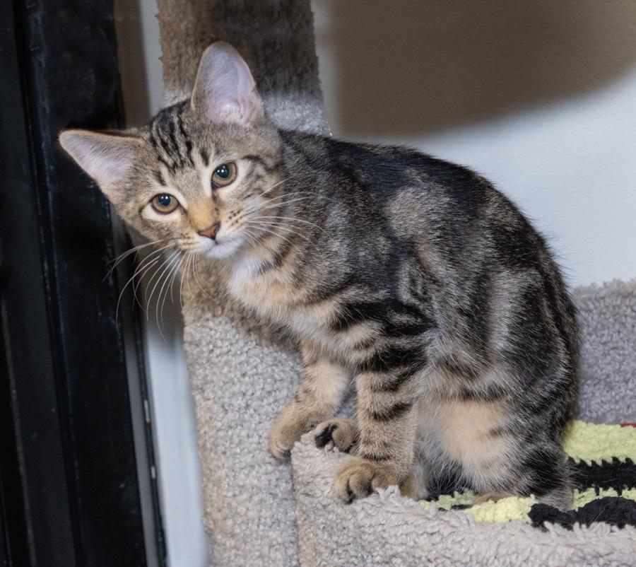 Enlarge Cookie, a ADOPTABLE Domestic Short Hair in Paramus, NJ image 3/3
