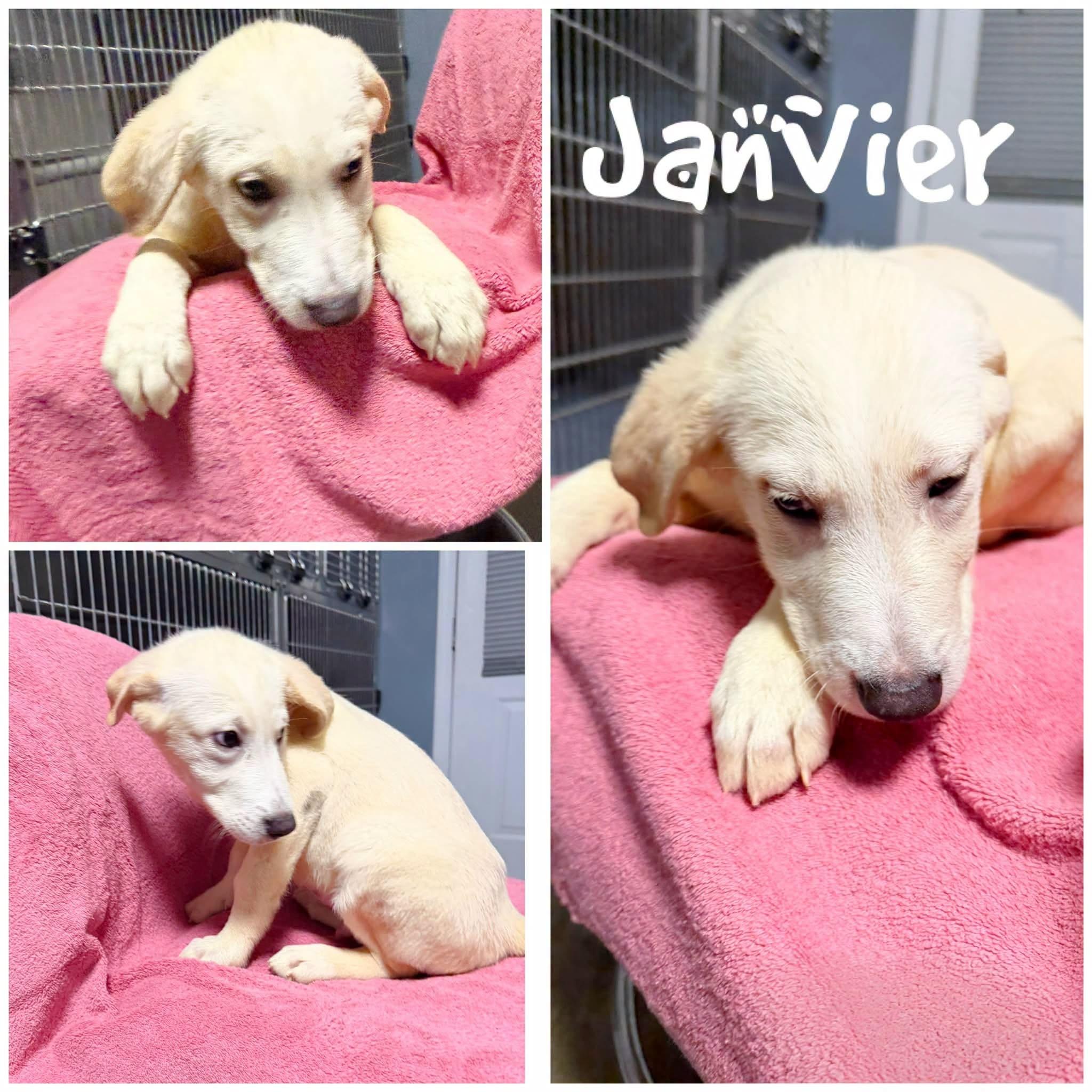 Janvier, Adoptable, Young Male Great Pyrenees.