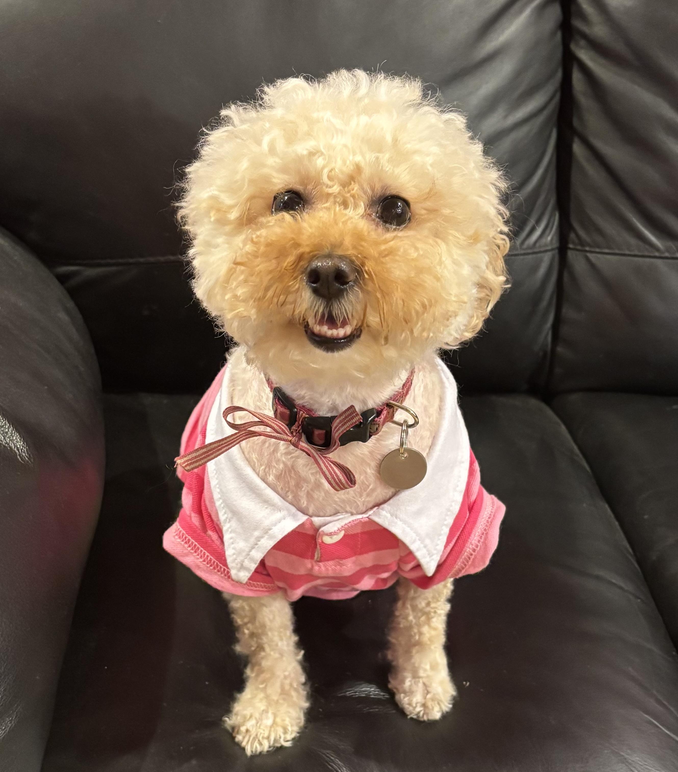 Enlarge Nori, an adopted Miniature Poodle in Somerville, MA image 4/5