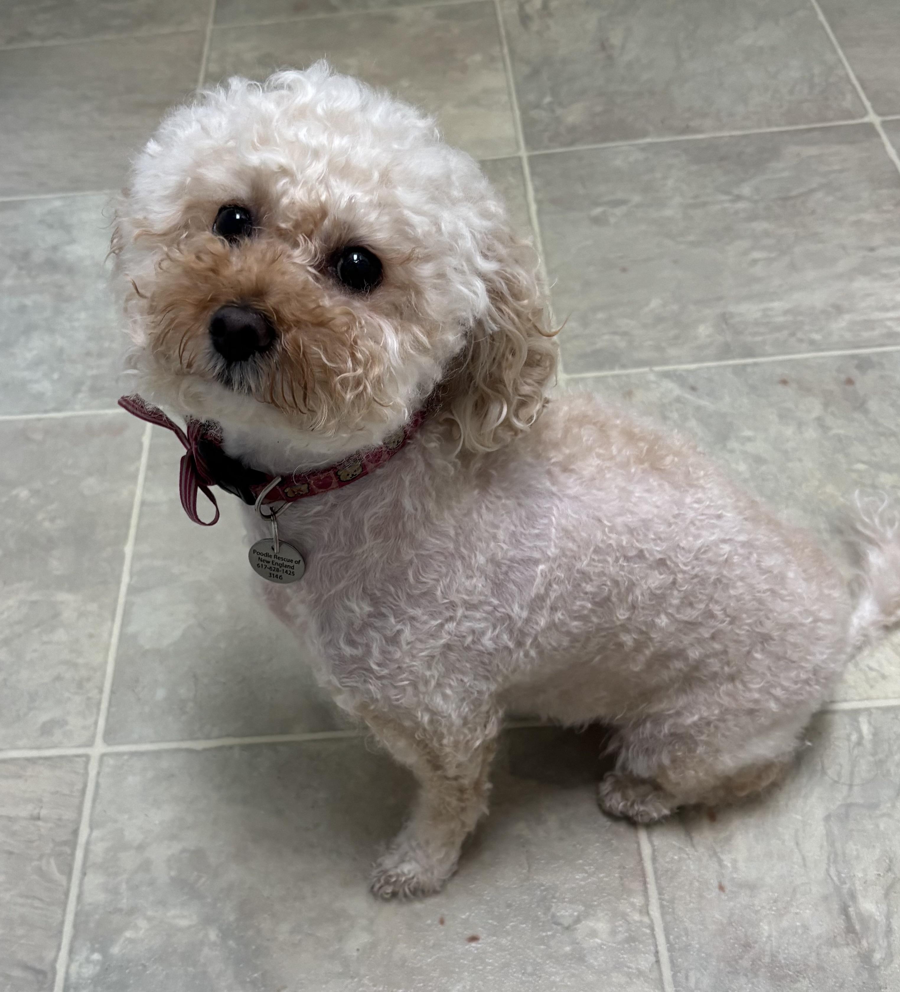 Enlarge Nori, an adopted Miniature Poodle in Somerville, MA image 5/5