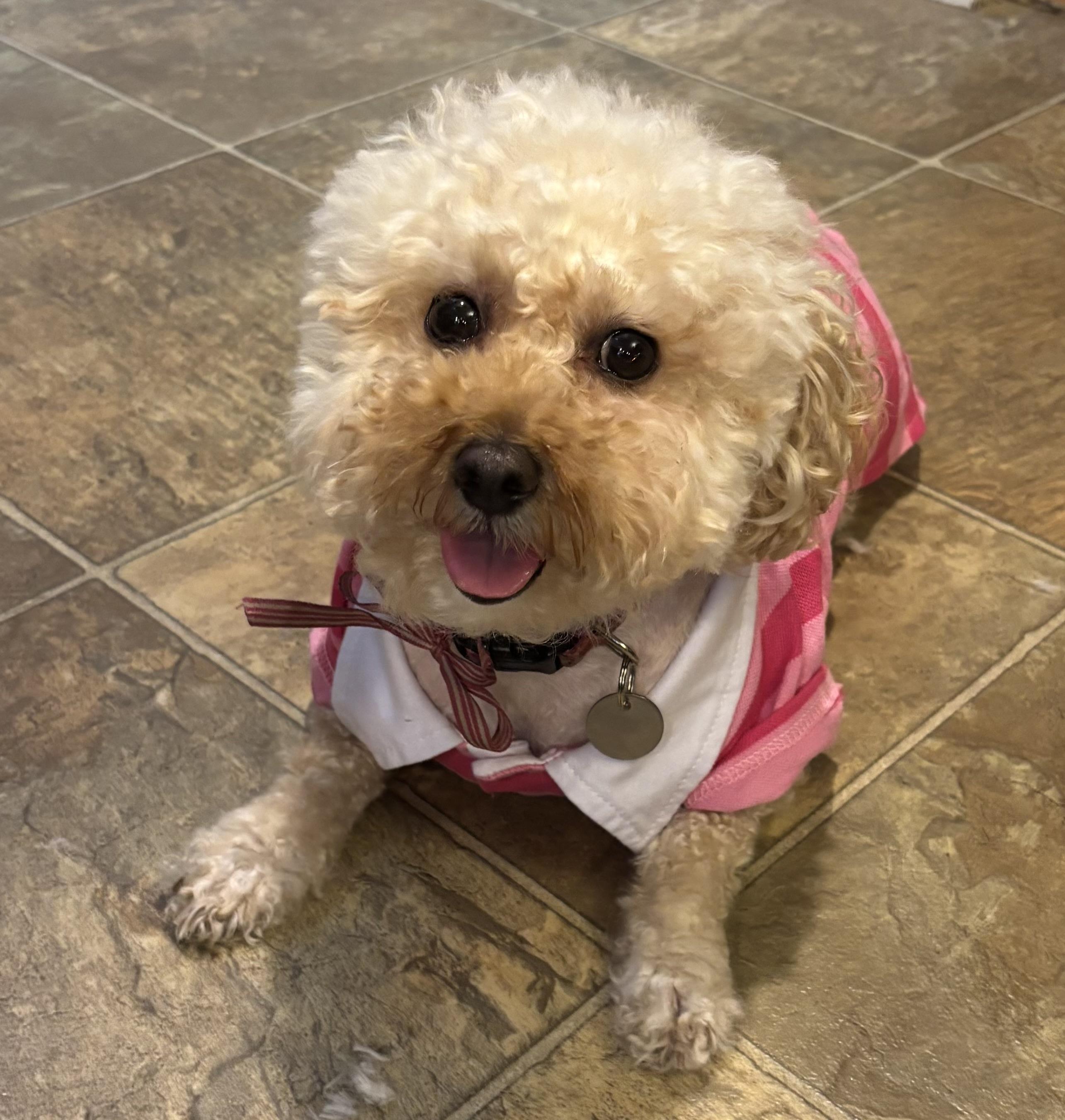 Enlarge Nori, an adopted Miniature Poodle in Somerville, MA image 3/5