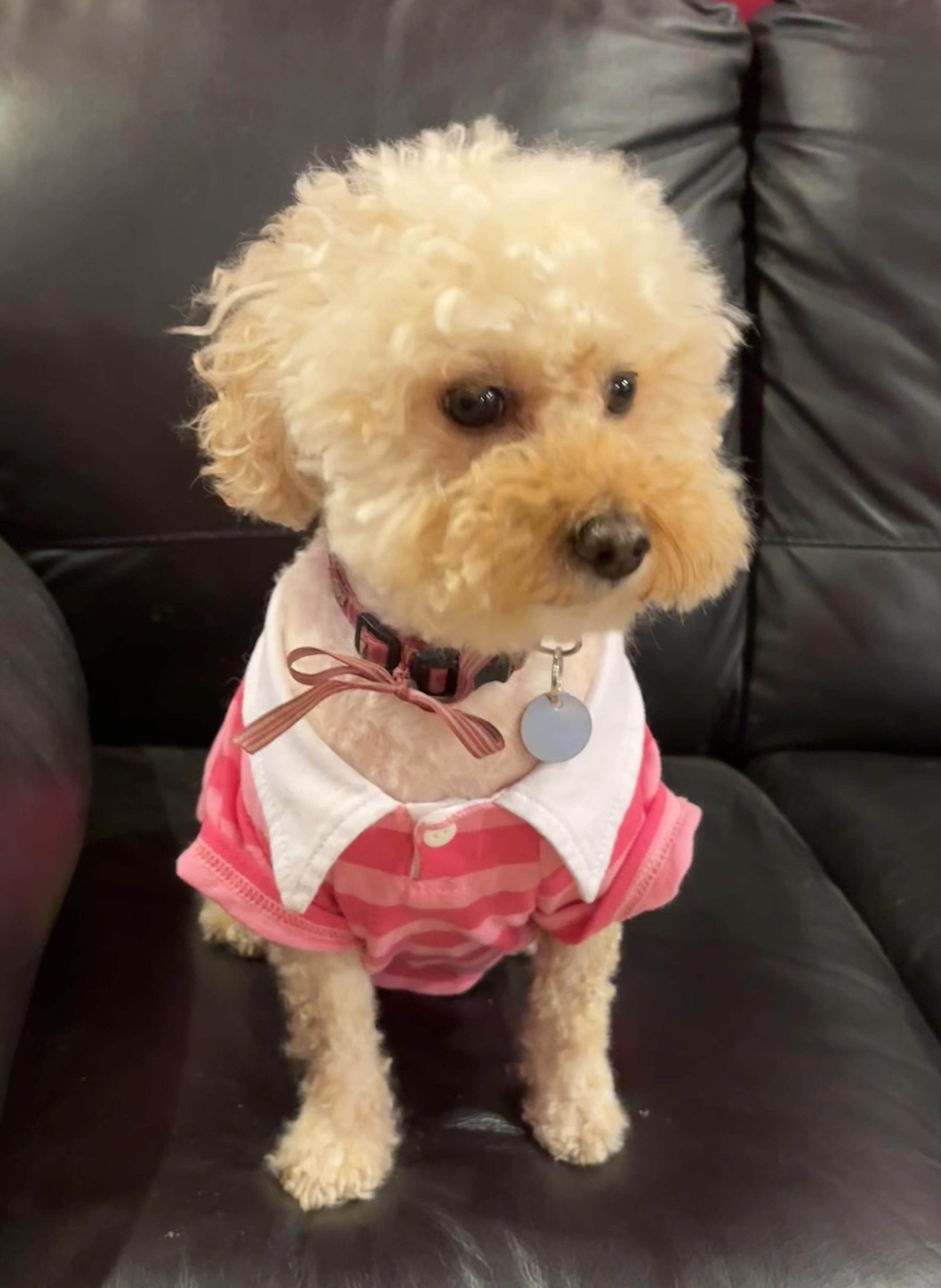 Enlarge Nori, an adopted Miniature Poodle in Somerville, MA image 1/5