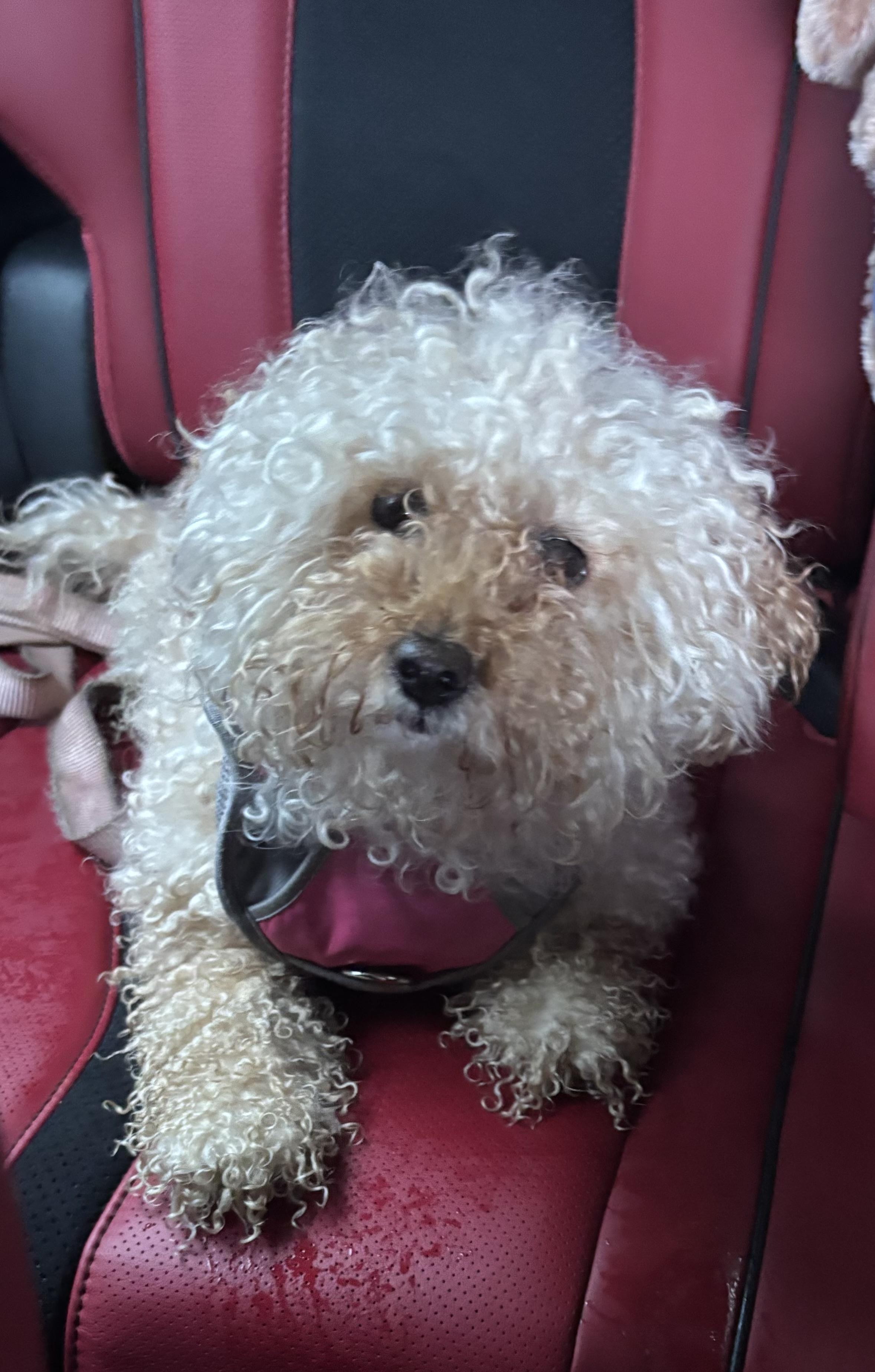 Enlarge Nori, an adopted Miniature Poodle in Somerville, MA image 2/5