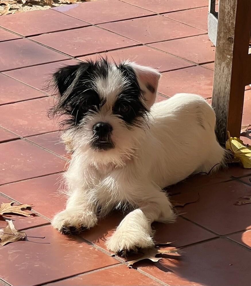 Ace, Adoptable, Puppy Male Terrier.