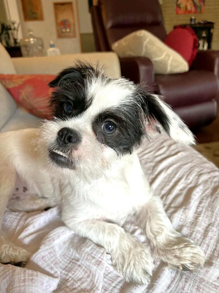 Enlarge Ace, a Adoptable mixed breed in Richardson, TX image 3/6