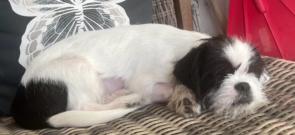 Enlarge Ace, a Adoptable mixed breed in Richardson, TX image 3/6