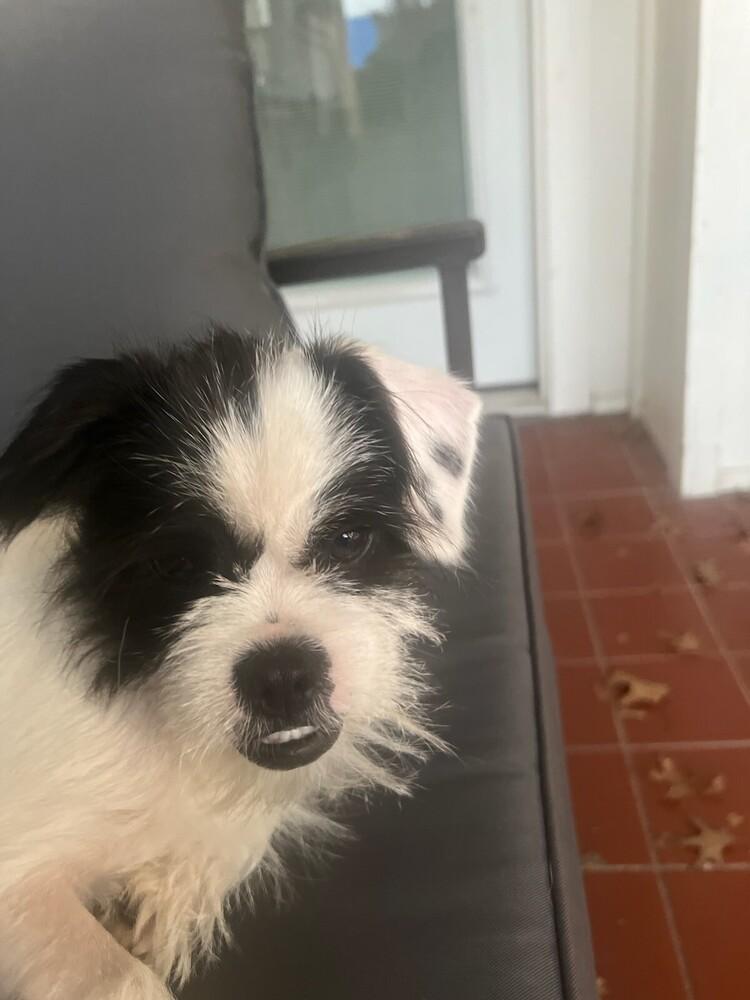 Enlarge Ace, a Adoptable mixed breed in Richardson, TX image 4/6