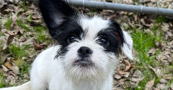 Enlarge Ace, a Adoptable mixed breed in Richardson, TX image 5/6