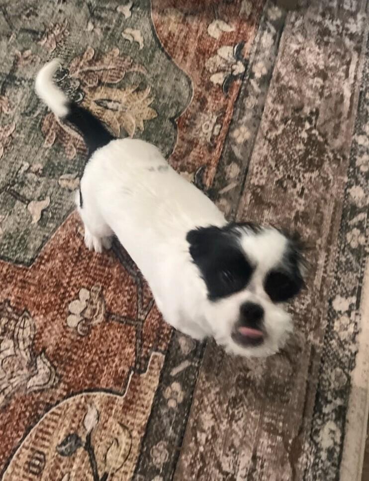 Ace, a Adoptable mixed breed in Richardson, TX image 5/6