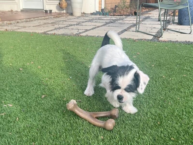 Enlarge Ace, a Adoptable mixed breed in Richardson, TX image 6/6