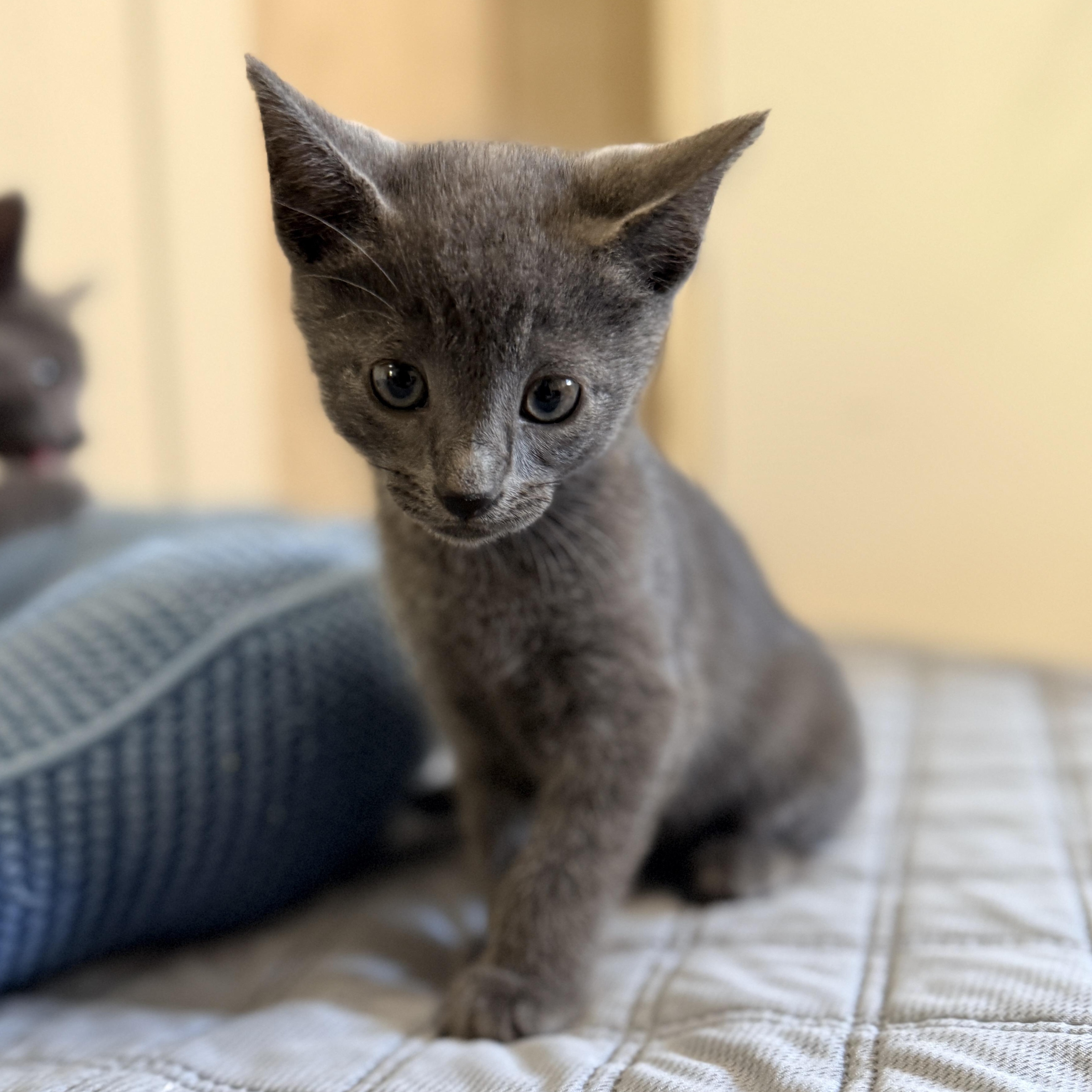 Frizzle, an adopted Domestic Short Hair in Columbia, MD image 2/3