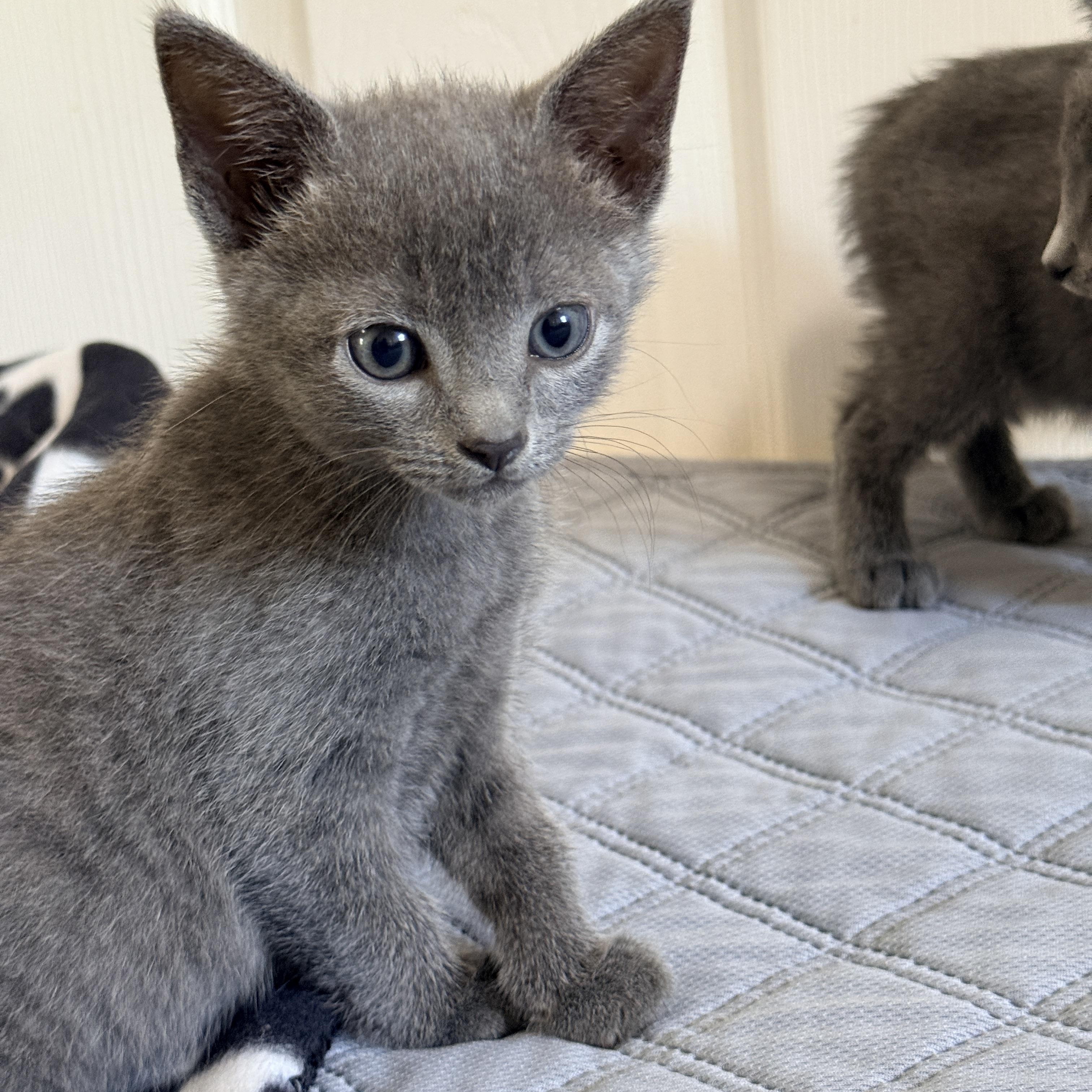 Frizzle, adopted, Kitten Female Domestic Short Hair.