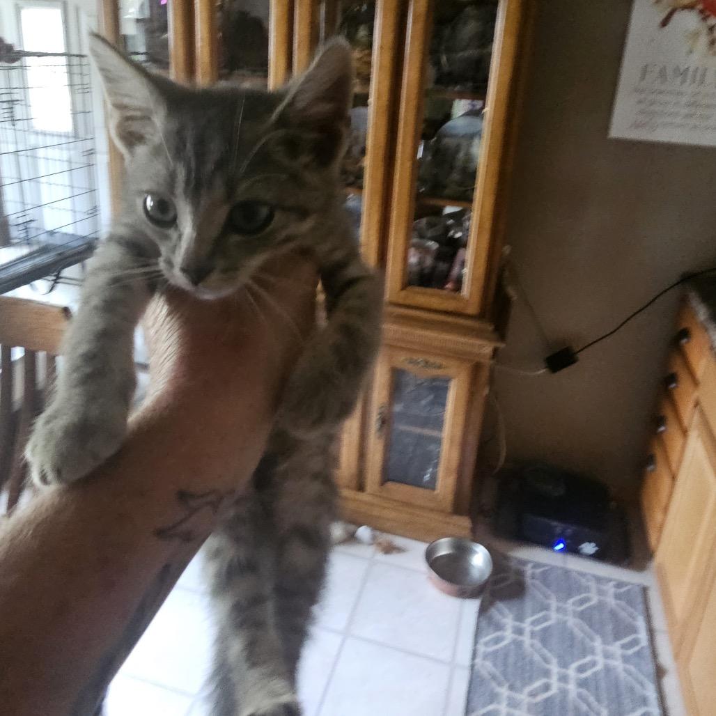 Erion, Adoptable, Kitten Male Domestic Short Hair.