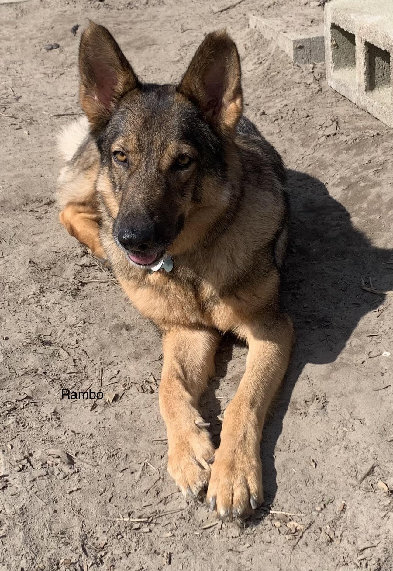 Enlarge Rambo, a ADOPTABLE German Shepherd Dog in Rome, GA image 1/2