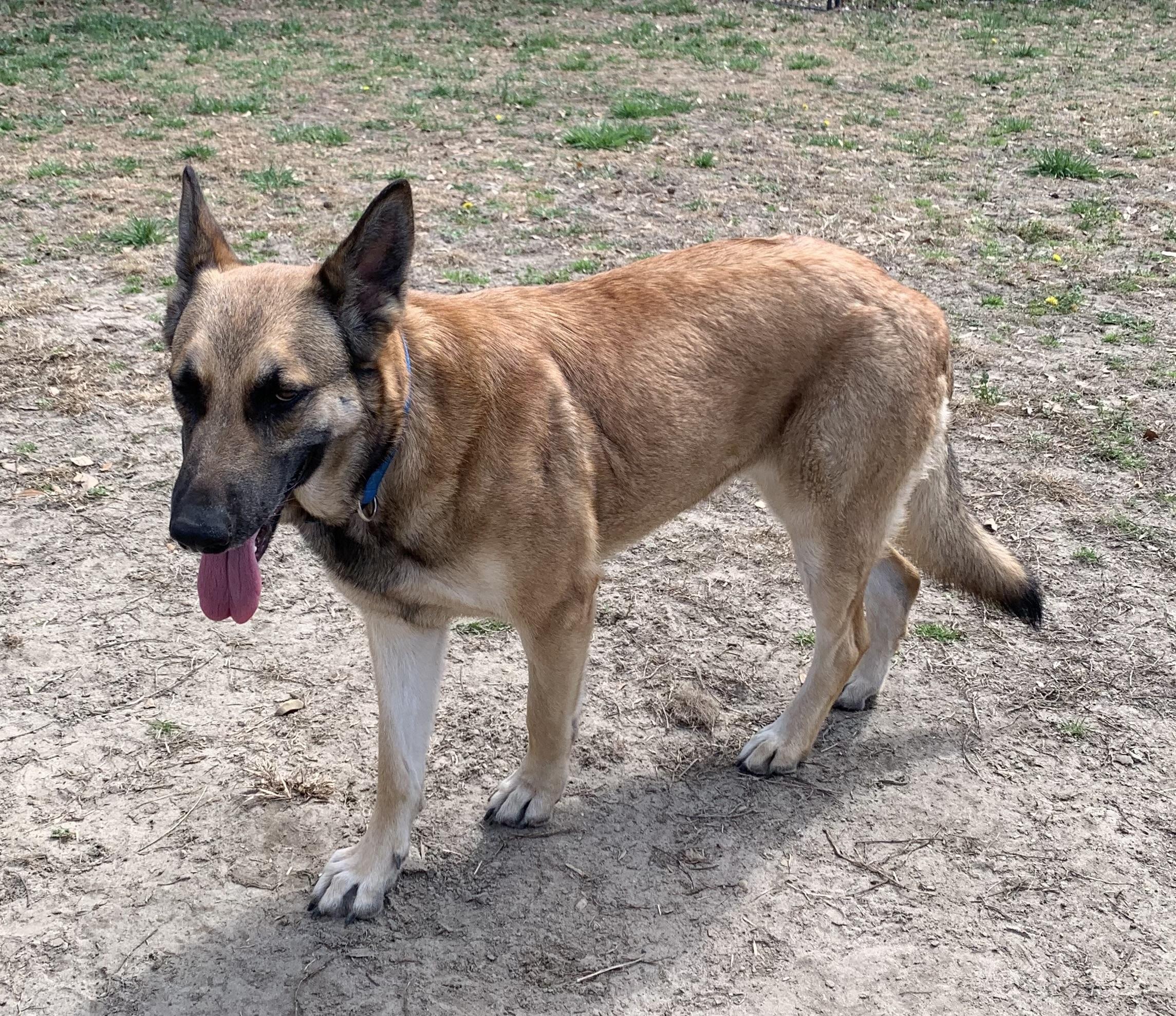 Enlarge Rambo, a ADOPTABLE German Shepherd Dog in Rome, GA image 2/2