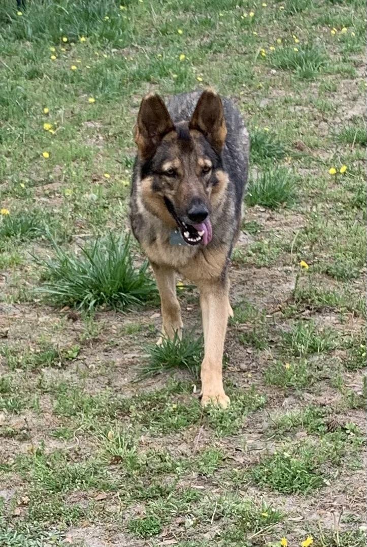 Enlarge Rambo, a ADOPTABLE German Shepherd Dog in Rome, GA image 2/2