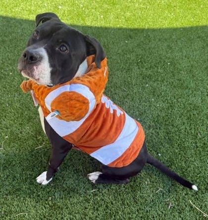 Enlarge Scrabble, a Adoptable mixed breed in Chesapeake, VA image 1/3