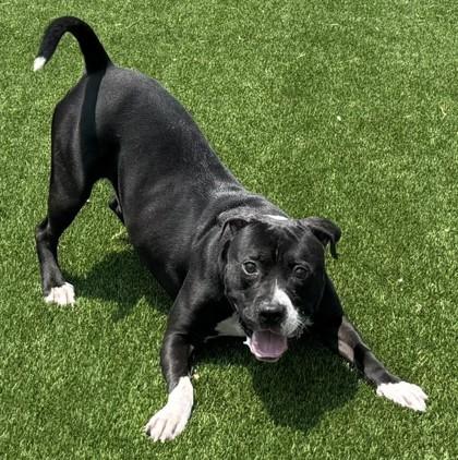 Enlarge Scrabble, a Adoptable mixed breed in Chesapeake, VA image 1/3