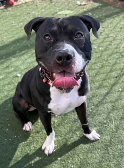 Enlarge Scrabble, a Adoptable mixed breed in Chesapeake, VA image 3/3