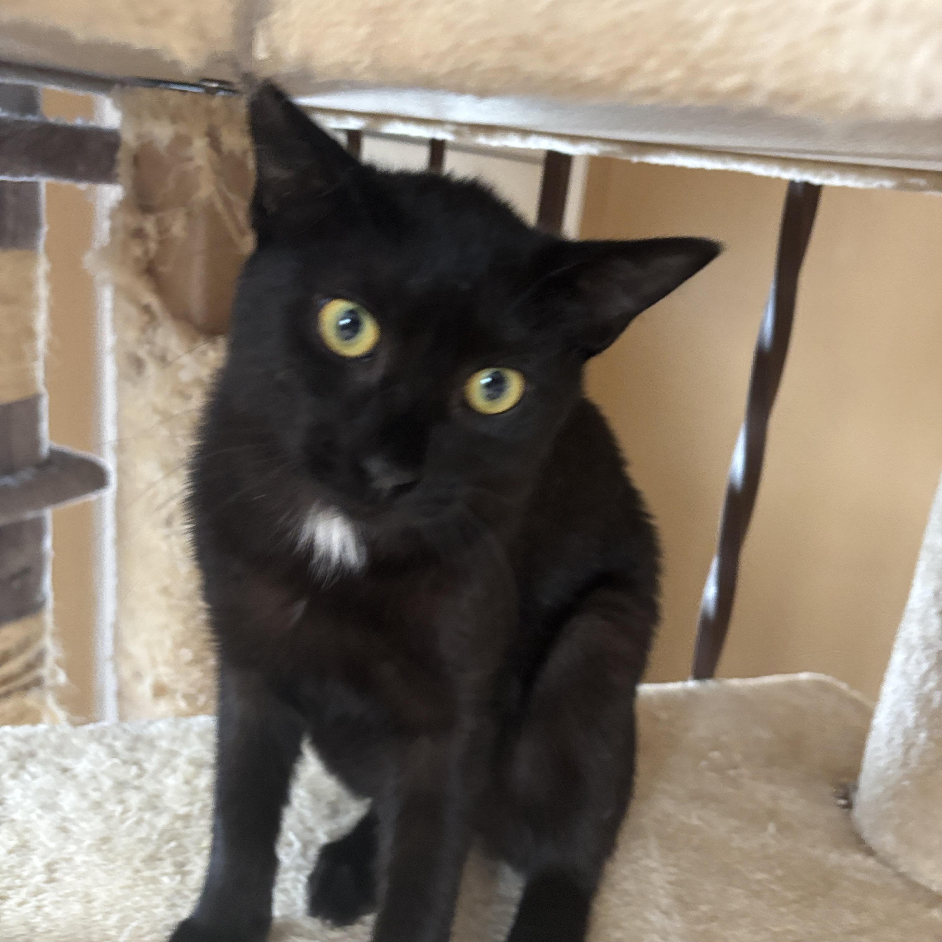 Enlarge Xander, a ADOPTABLE Domestic Short Hair in Melrose, MA image 4/4