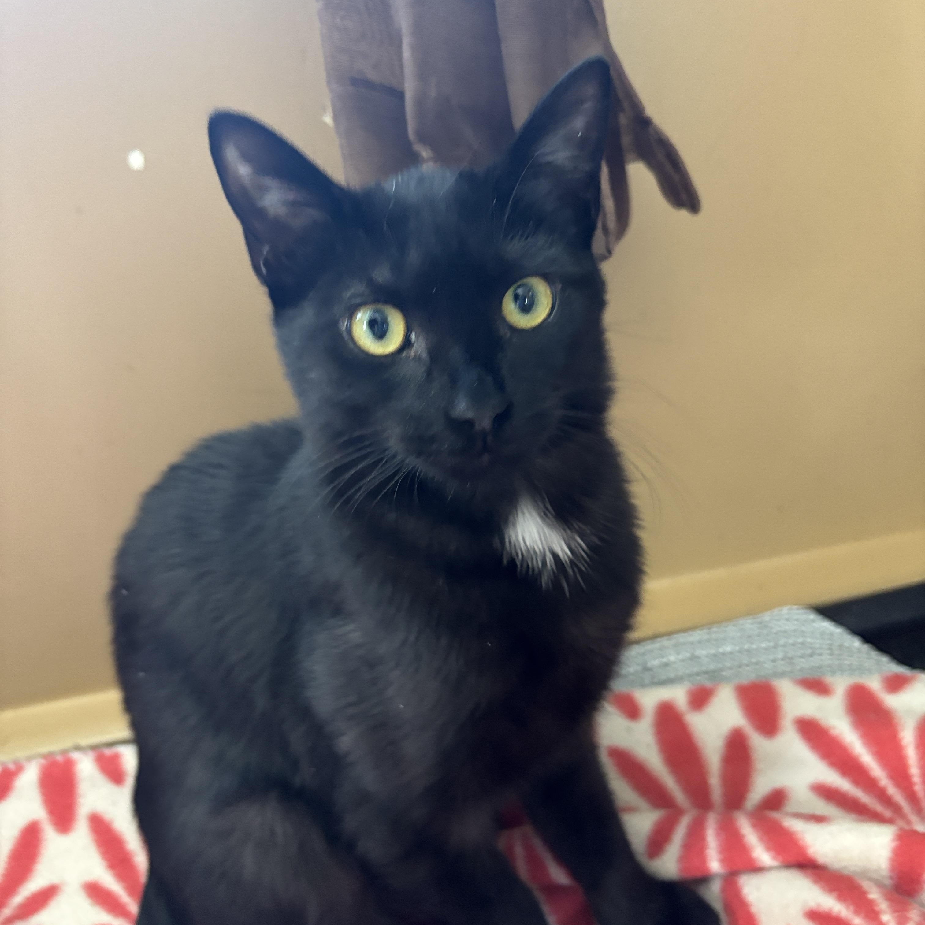 Enlarge Xander, a ADOPTABLE Domestic Short Hair in Melrose, MA image 3/4