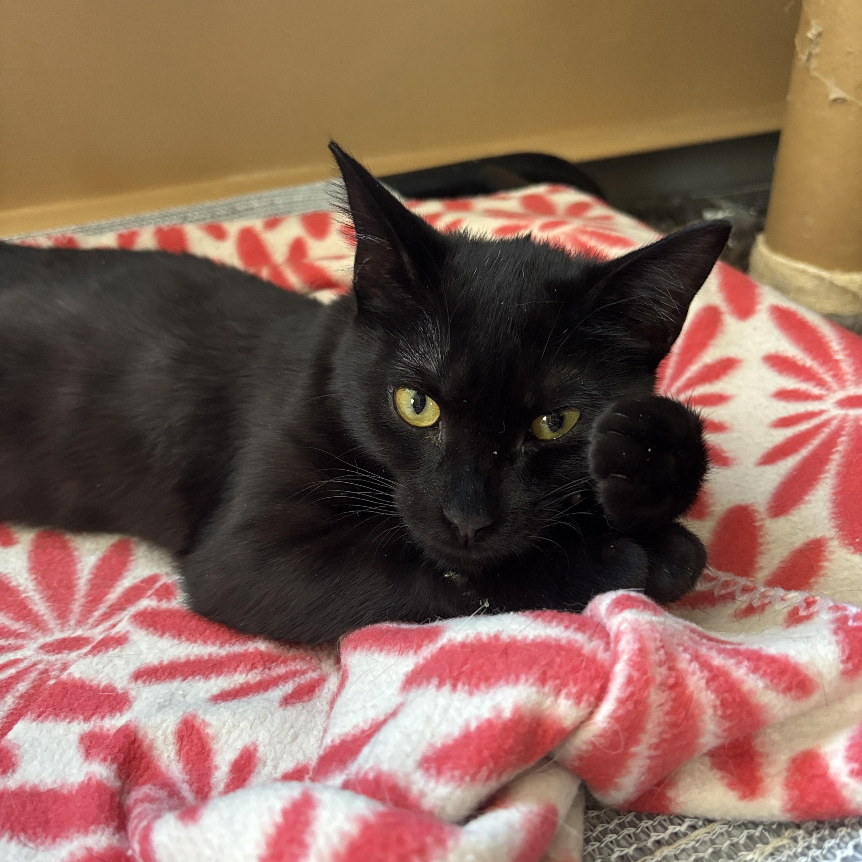 Enlarge Xander, a ADOPTABLE Domestic Short Hair in Melrose, MA image 2/4