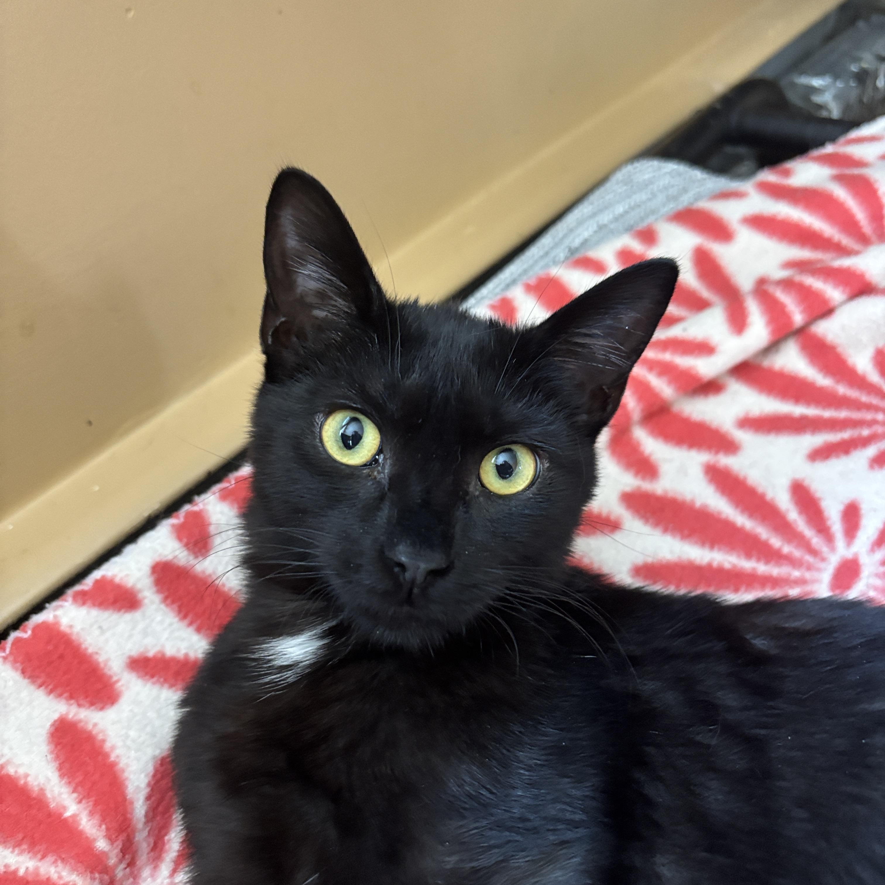 Enlarge Xander, a ADOPTABLE Domestic Short Hair in Melrose, MA image 1/4