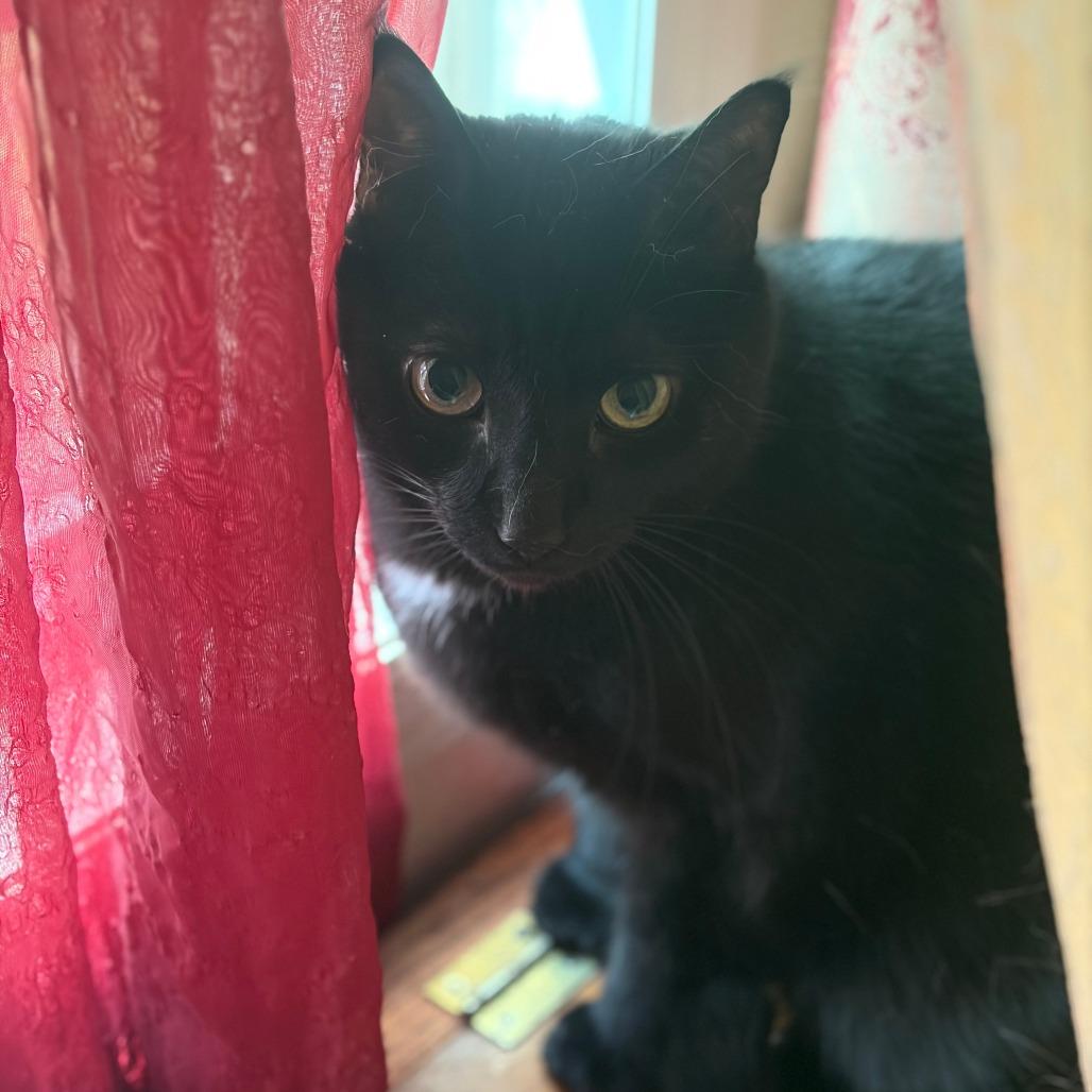 Rascal, Adoptable, Senior Male Domestic Short Hair.
