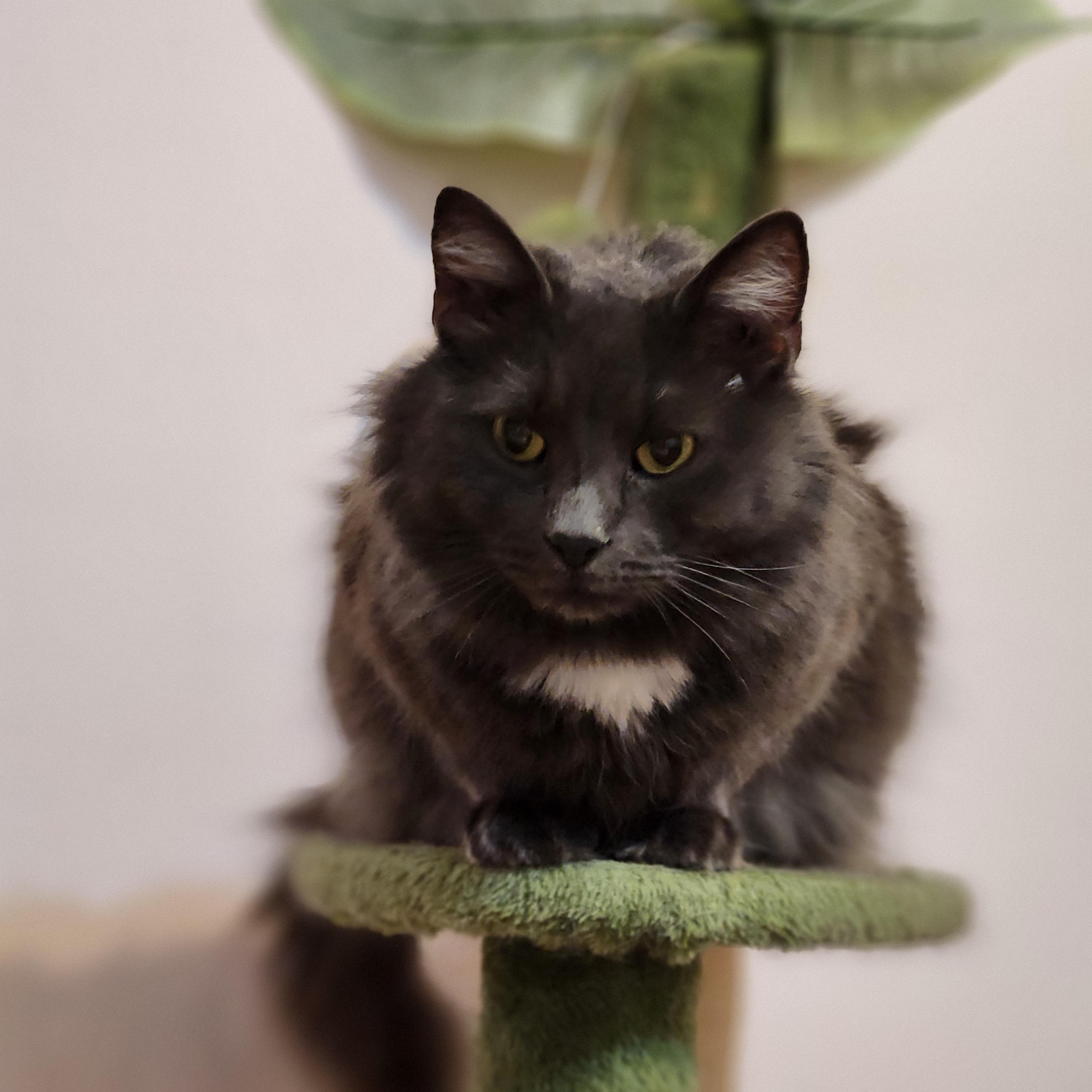 Enlarge Hazel, an adopted Domestic Long Hair in Sudbury, MA image 1/2