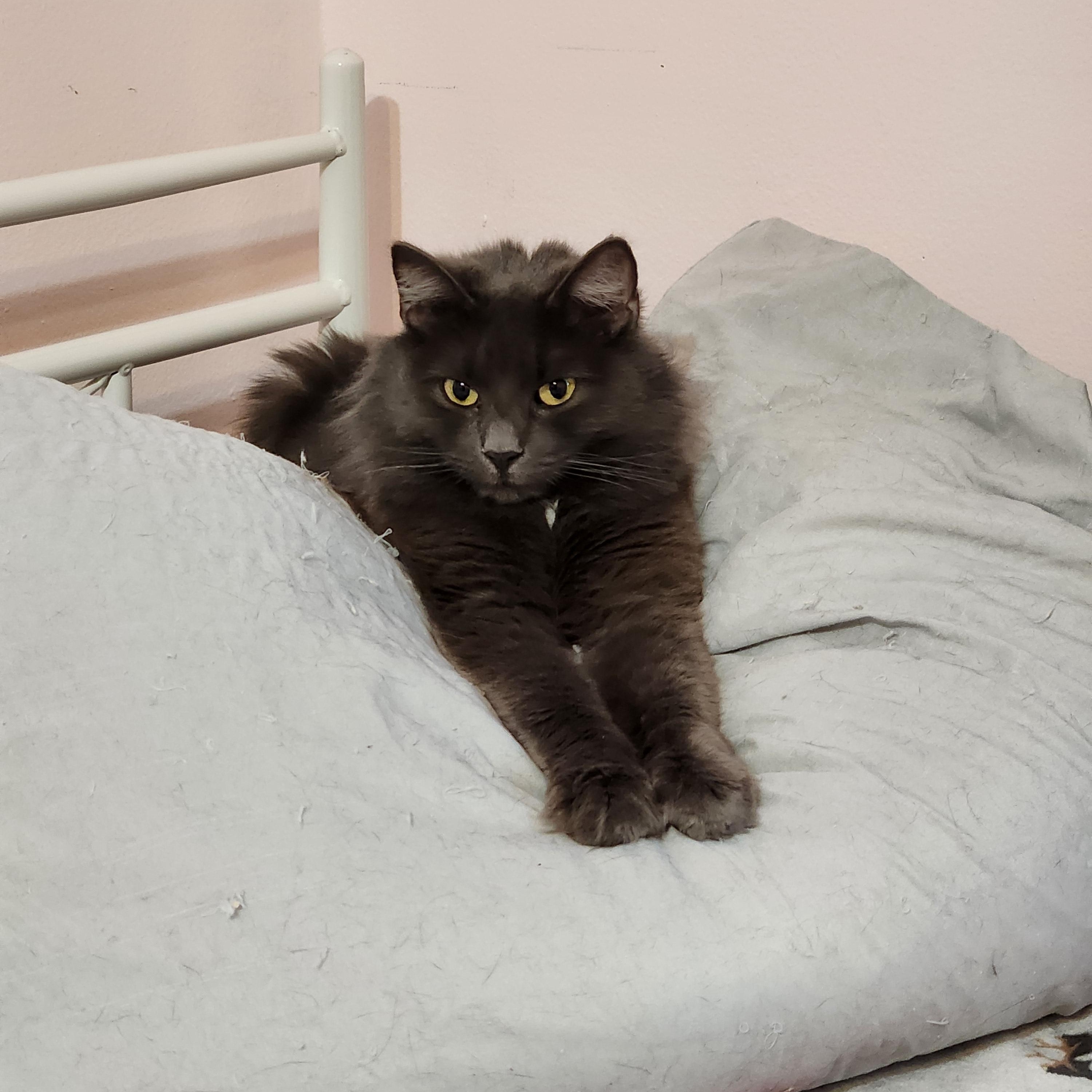 Enlarge Hazel, an adopted Domestic Long Hair in Sudbury, MA image 2/2