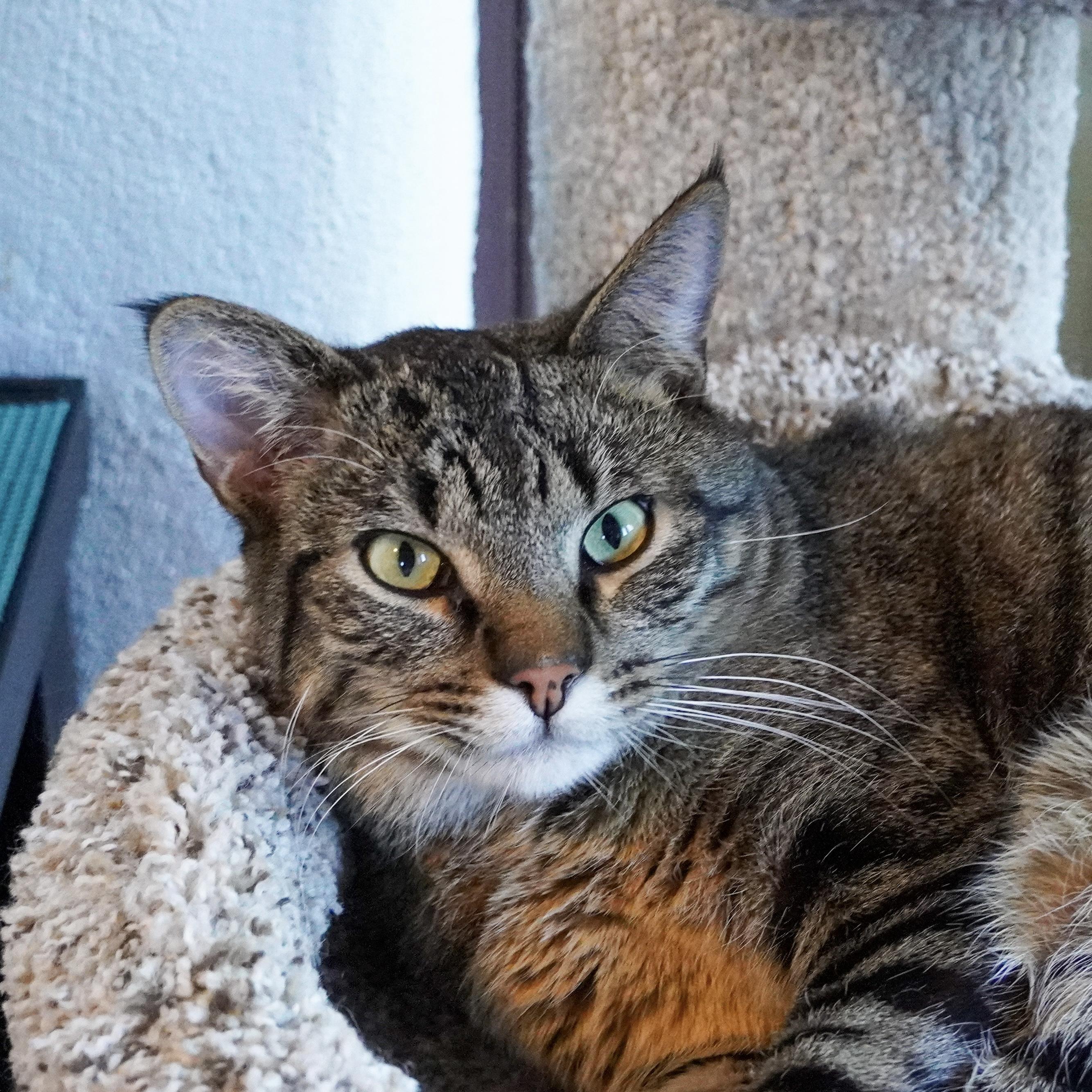 Duck, Adoptable, Adult Male Domestic Short Hair.