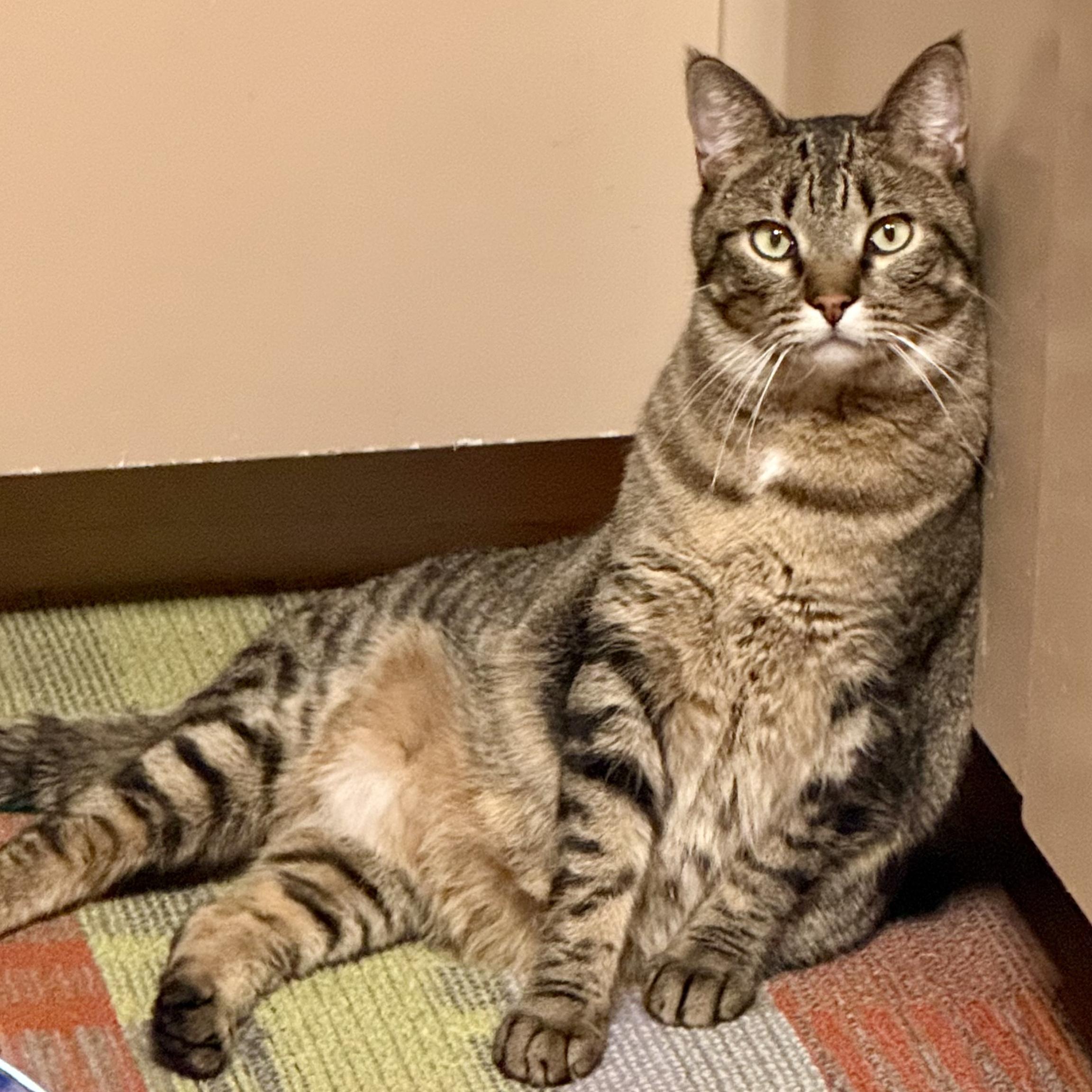 Duck, Adoptable, Adult Male Domestic Short Hair.