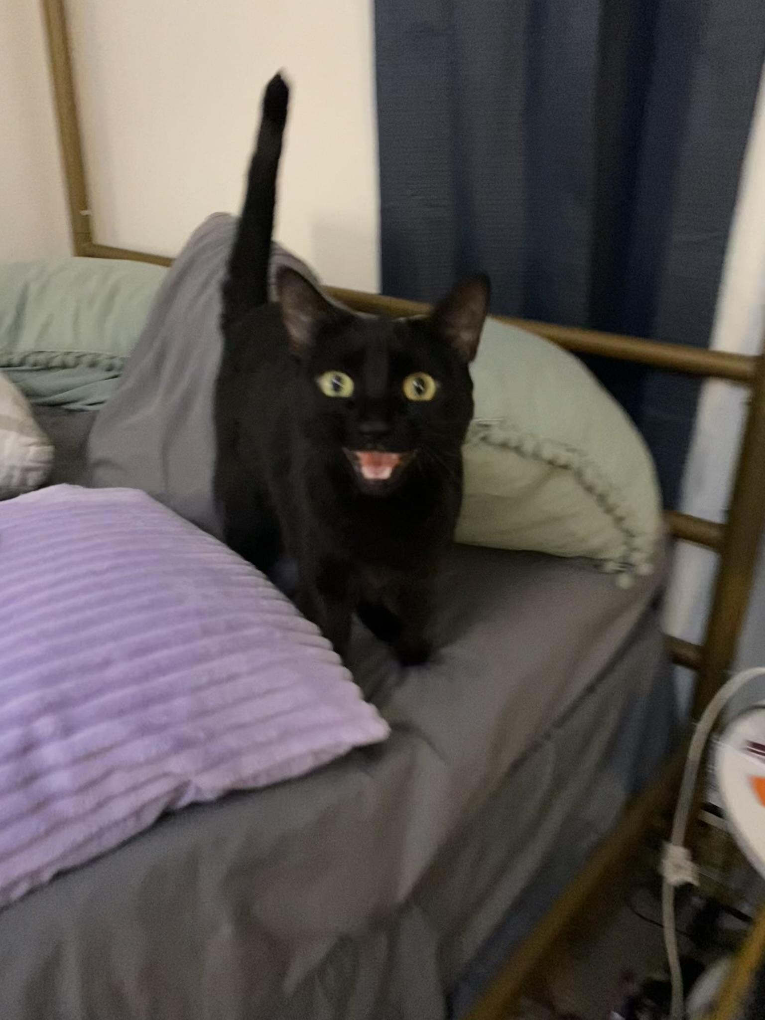 Mavis, ADOPTABLE, Adult Female Domestic Short Hair.