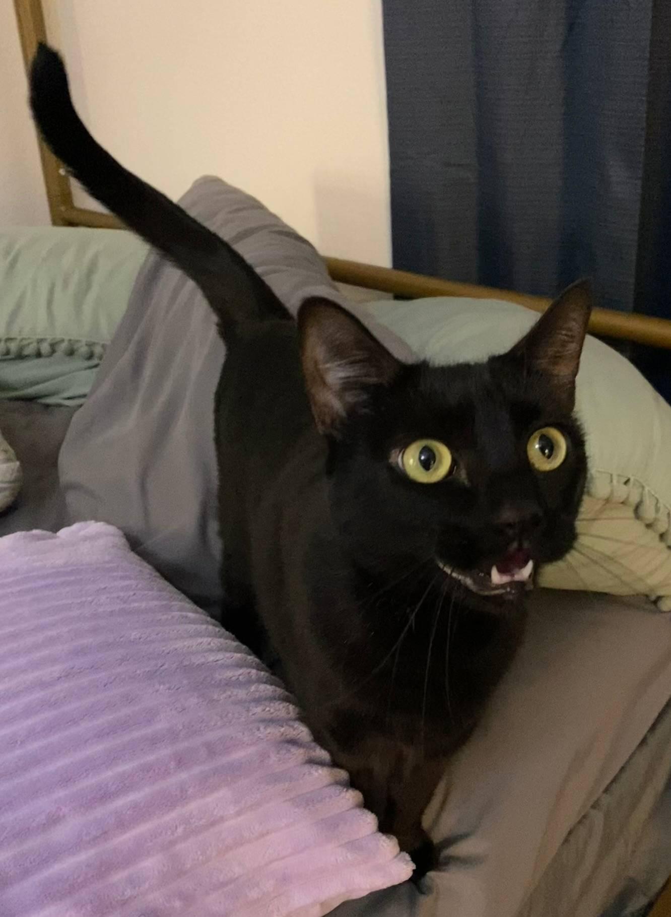 Enlarge Mavis, a ADOPTABLE mixed breed in Coachella, CA image 2/3