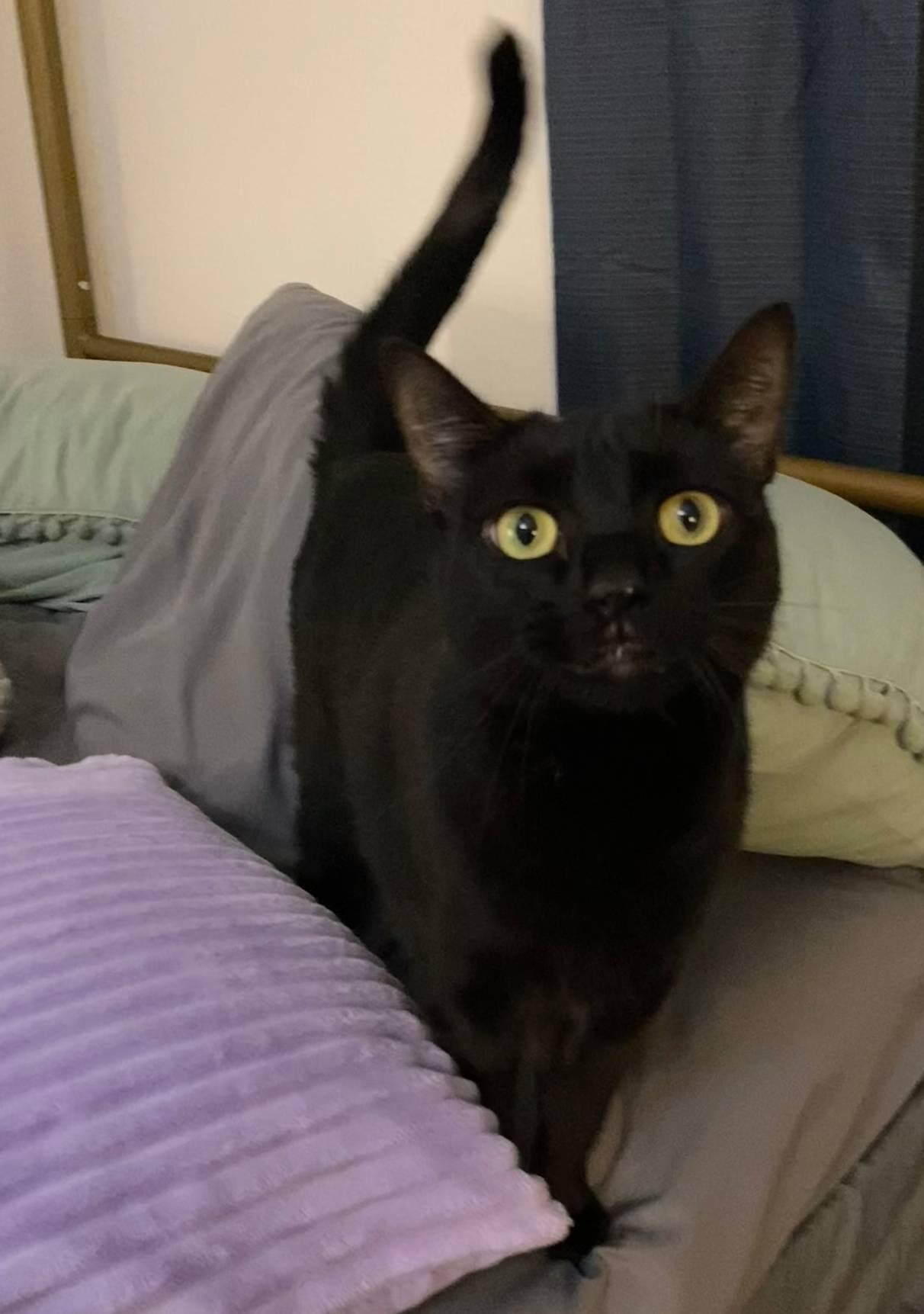 Enlarge Mavis, a ADOPTABLE mixed breed in Coachella, CA image 3/3