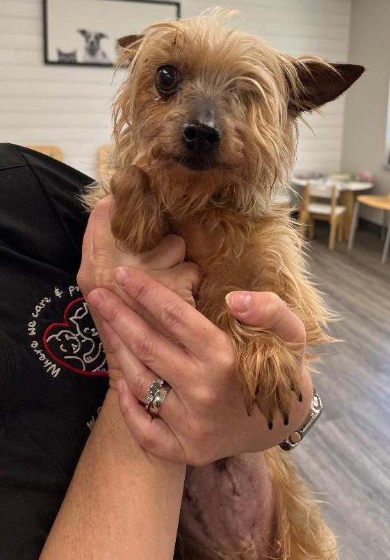 Enlarge Pixie, a ADOPTABLE Yorkshire Terrier in Woodstock, GA image 2/3