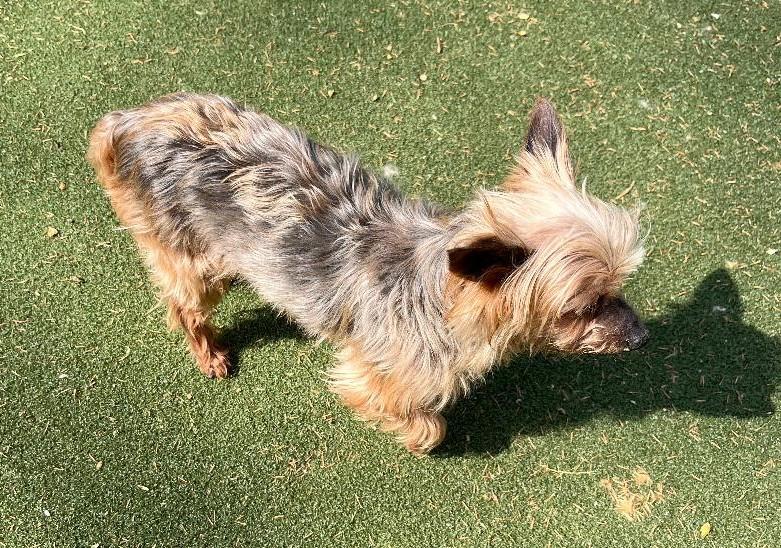 Enlarge Pixie, a ADOPTABLE Yorkshire Terrier in Woodstock, GA image 4/4