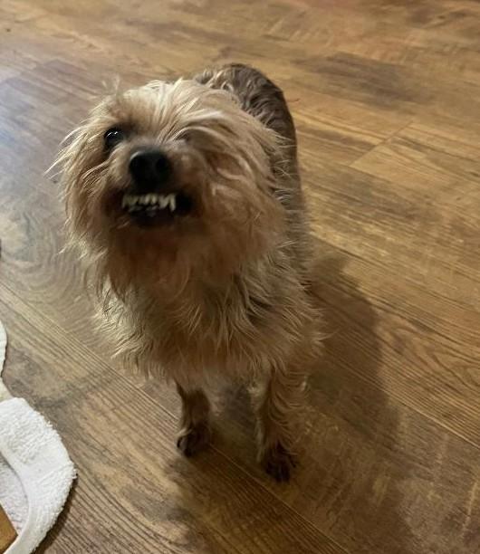 Enlarge Pixie, a ADOPTABLE Yorkshire Terrier in Woodstock, GA image 3/3