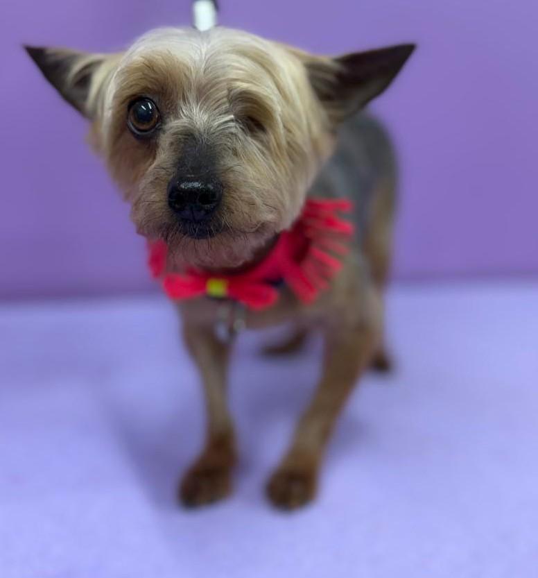 Pixie, ADOPTABLE, Senior Female Yorkshire Terrier.