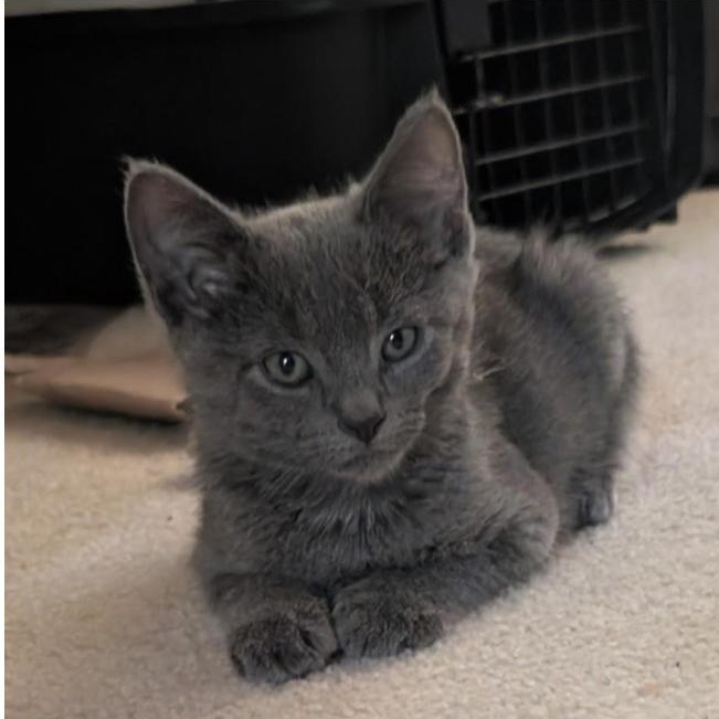 Lilly, Baby Female Russian Blue