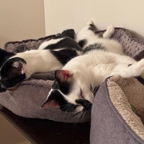 Chip and Dale, a Adoptable Domestic Short Hair in Melrose, MA image 5/6